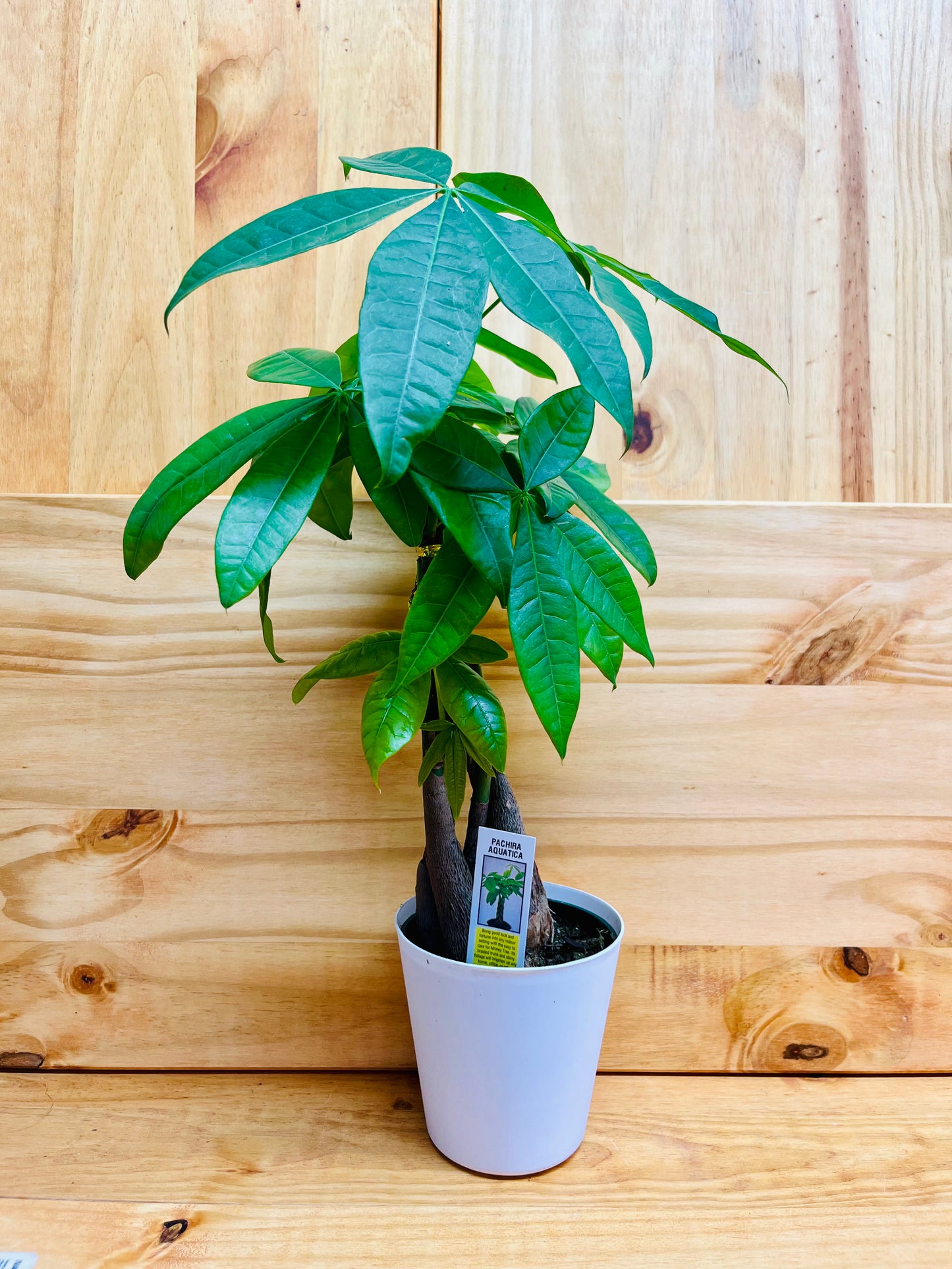 Money Tree 4" incluye maceta con cubierta blanca