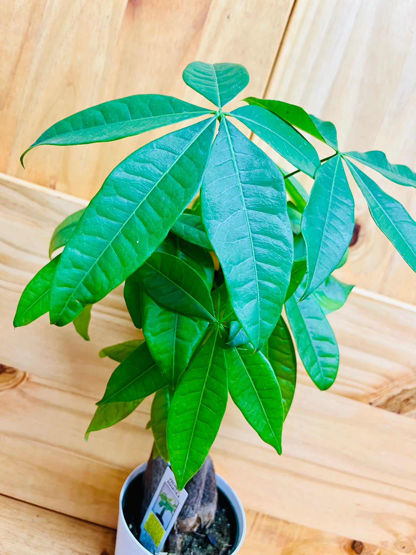 Money Tree 4" incluye maceta con cubierta blanca