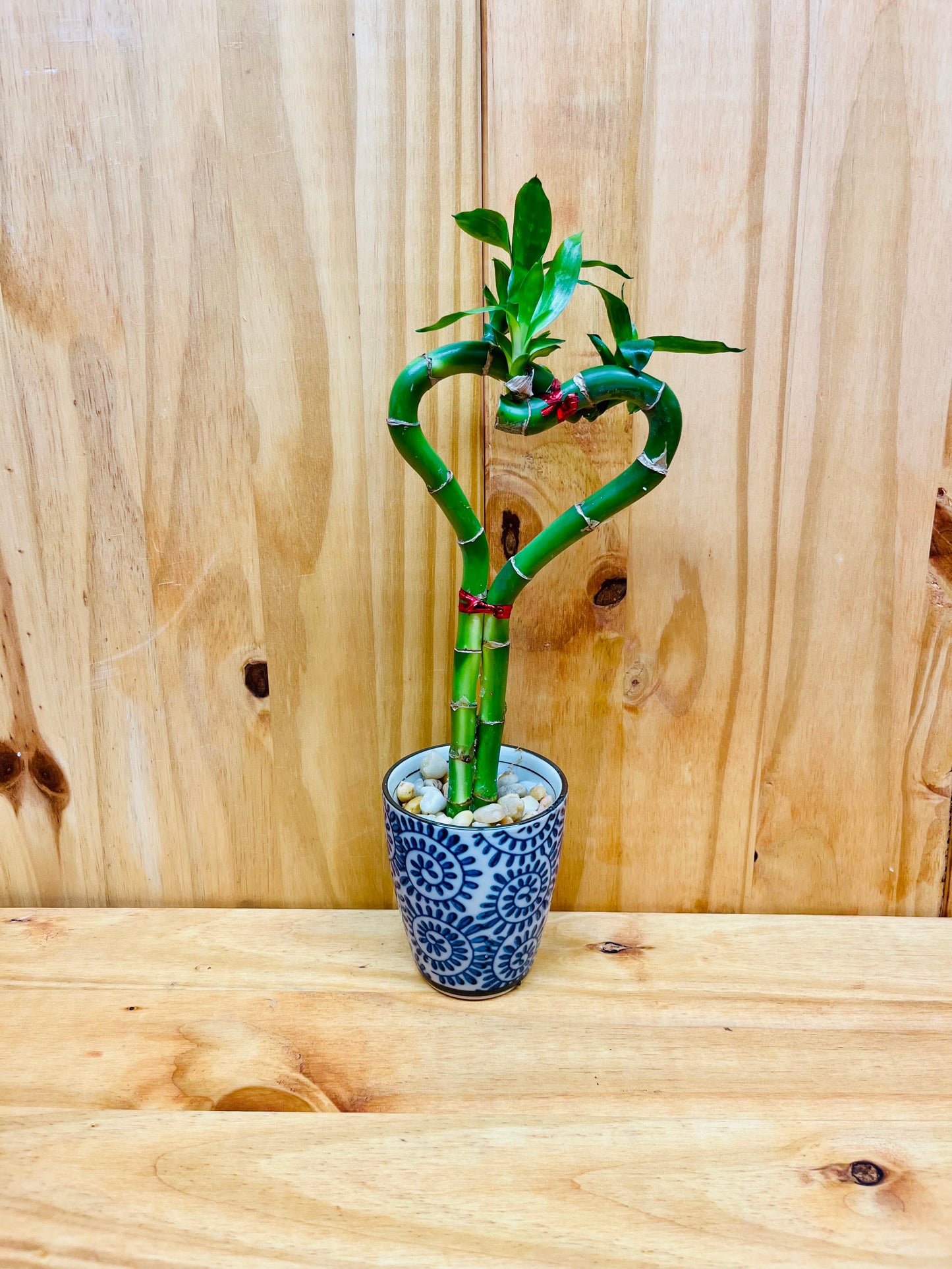 Planta de bambú de la suerte viva en forma de corazón en taza de cerámica
