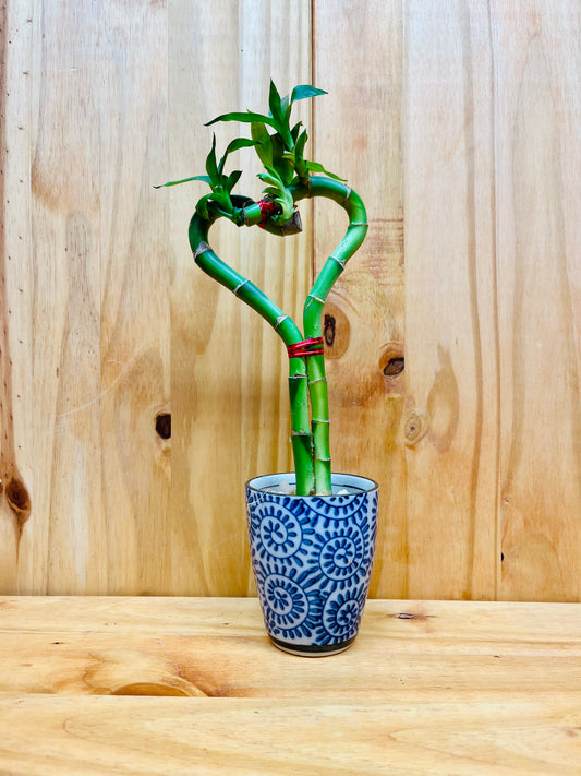 Live Lucky Bamboo Plant Heart Shape in Ceramic Cup