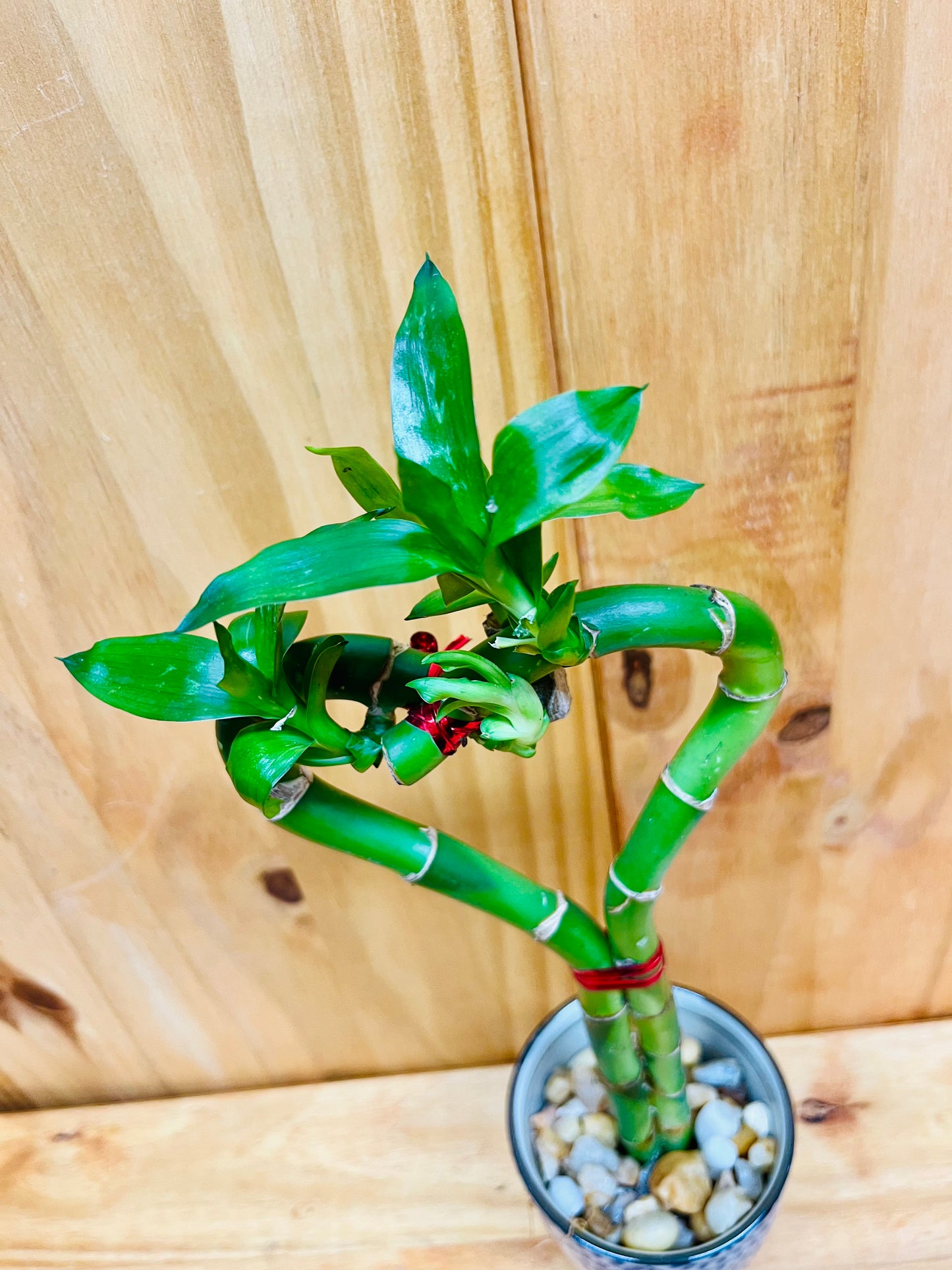 Planta de bambú de la suerte viva en forma de corazón en taza de cerámica