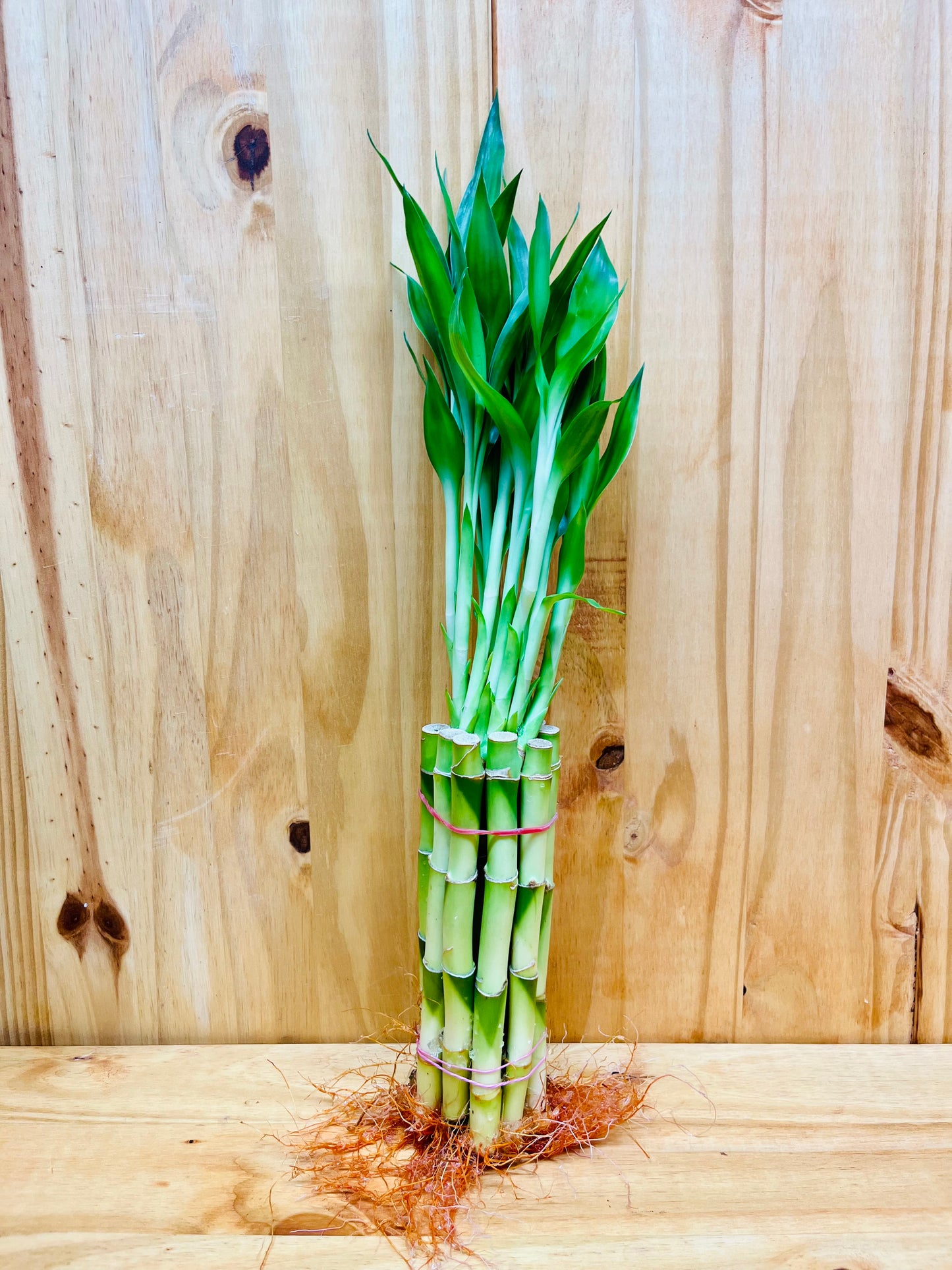 Plantas de bambú de la suerte vivas, tallos de bambú rectos de 10 a 8 pulgadas