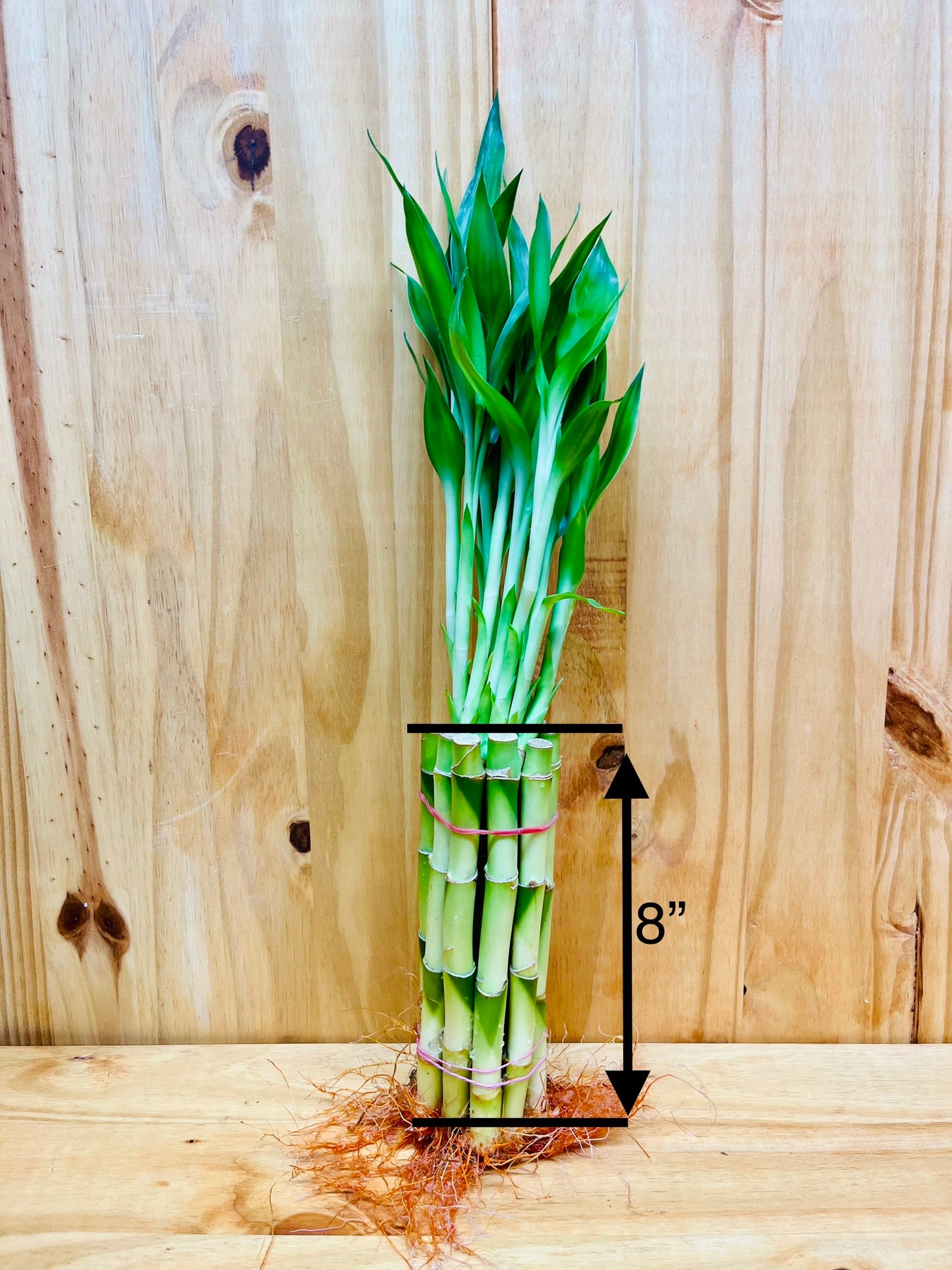 Plantas de bambú de la suerte vivas, tallos de bambú rectos de 10 a 8 pulgadas