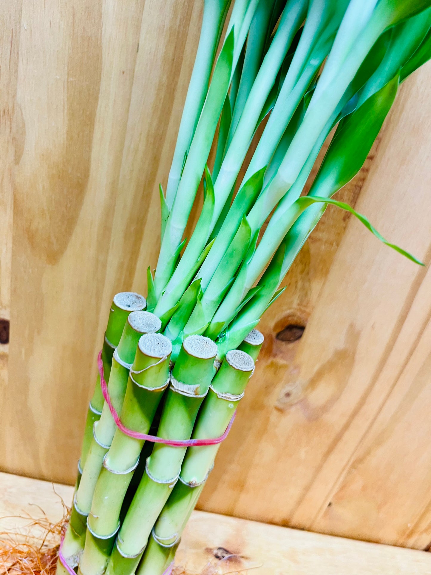 Plantas de bambú de la suerte vivas, tallos de bambú rectos de 10 a 8 pulgadas