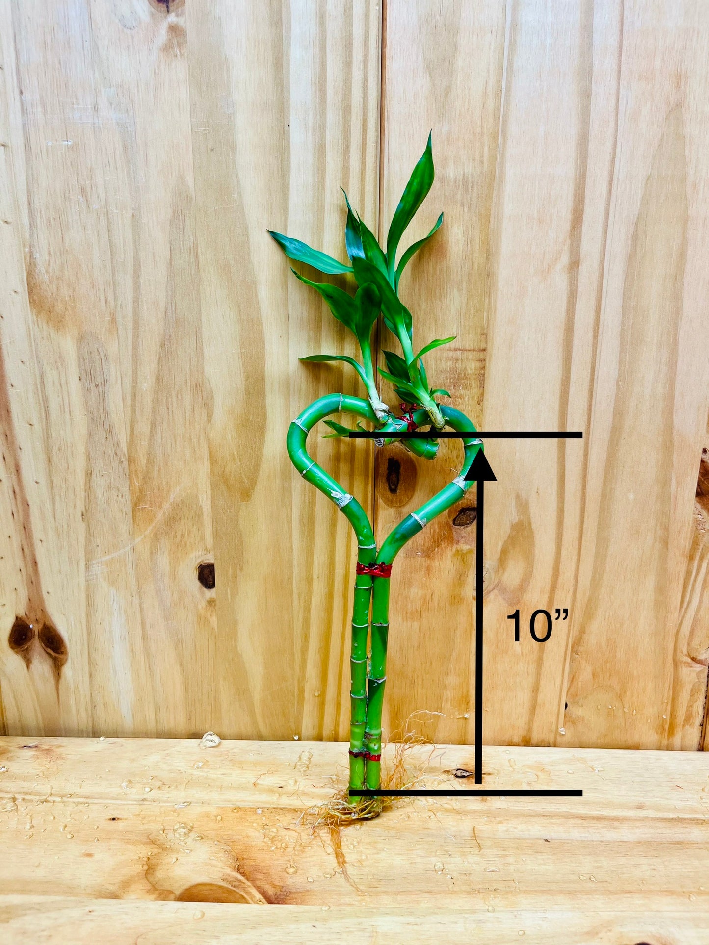 Live Lucky Bamboo 10” Heart Shape Bamboo Plant