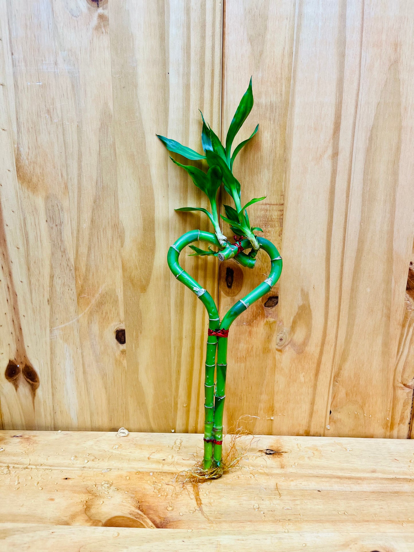 Live Lucky Bamboo 10” Heart Shape Bamboo Plant