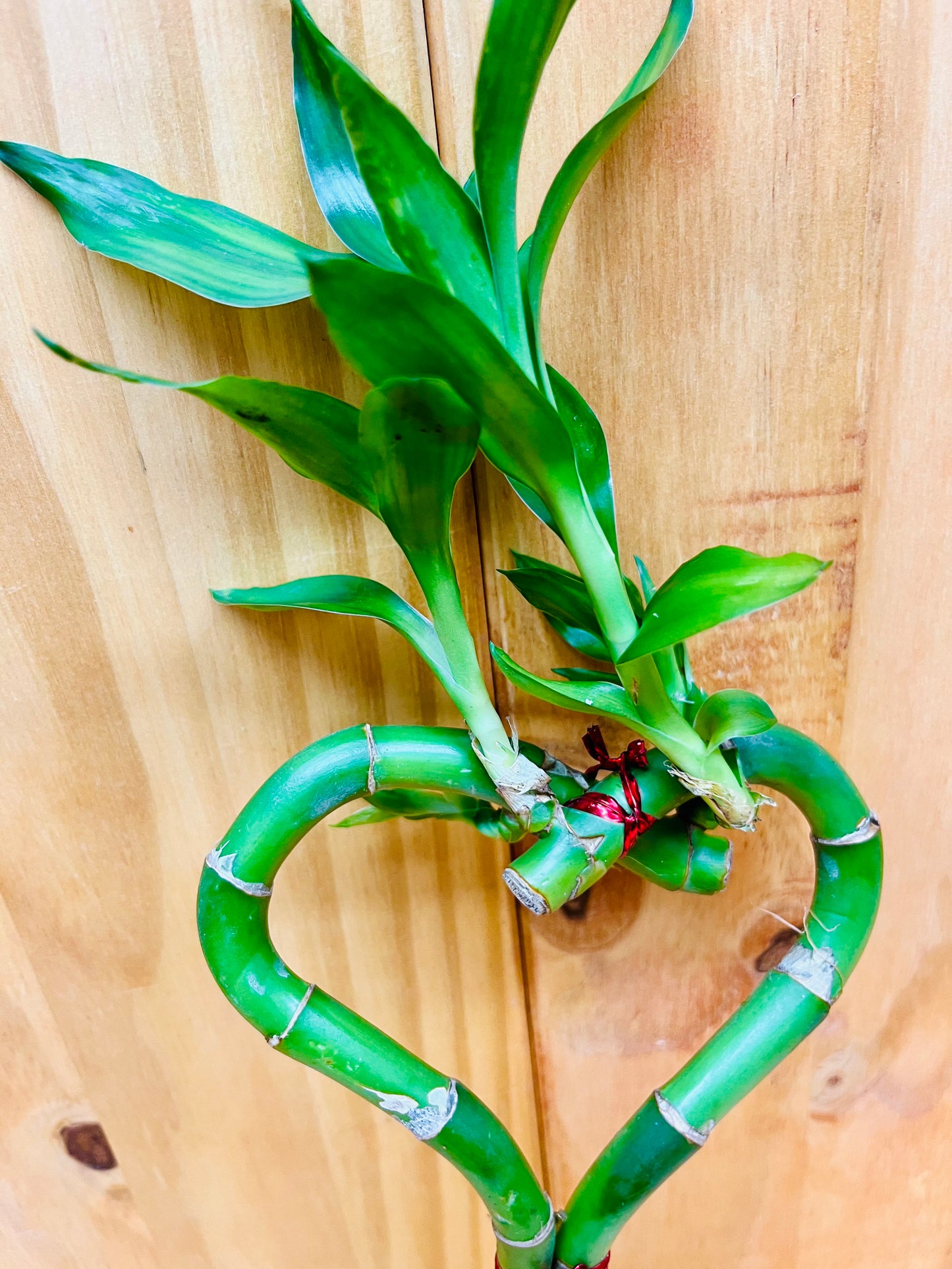 Live Lucky Bamboo 10” Heart Shape Bamboo Plant