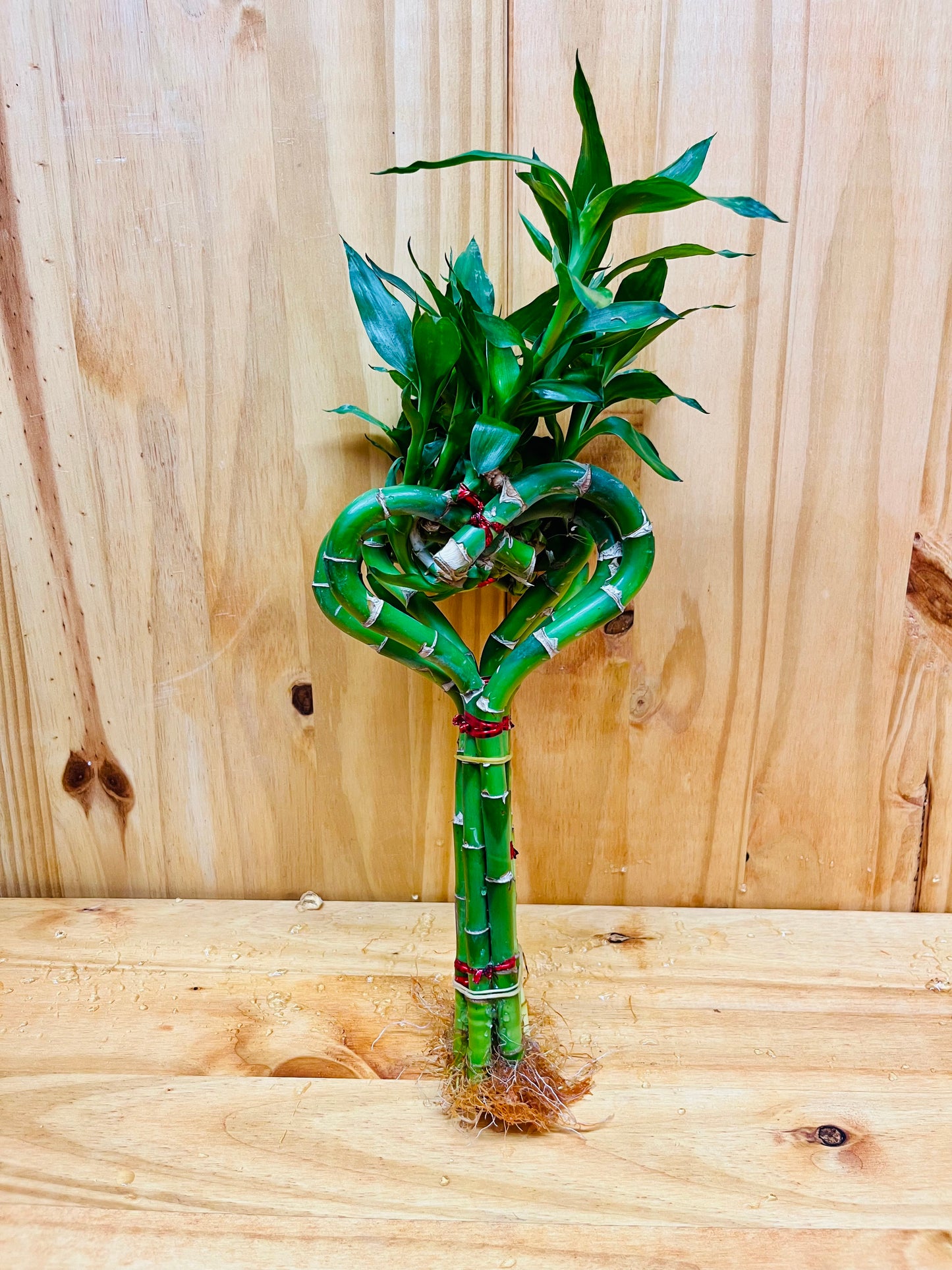 Live Lucky Bamboo 10” Heart Shape Bamboo Plant