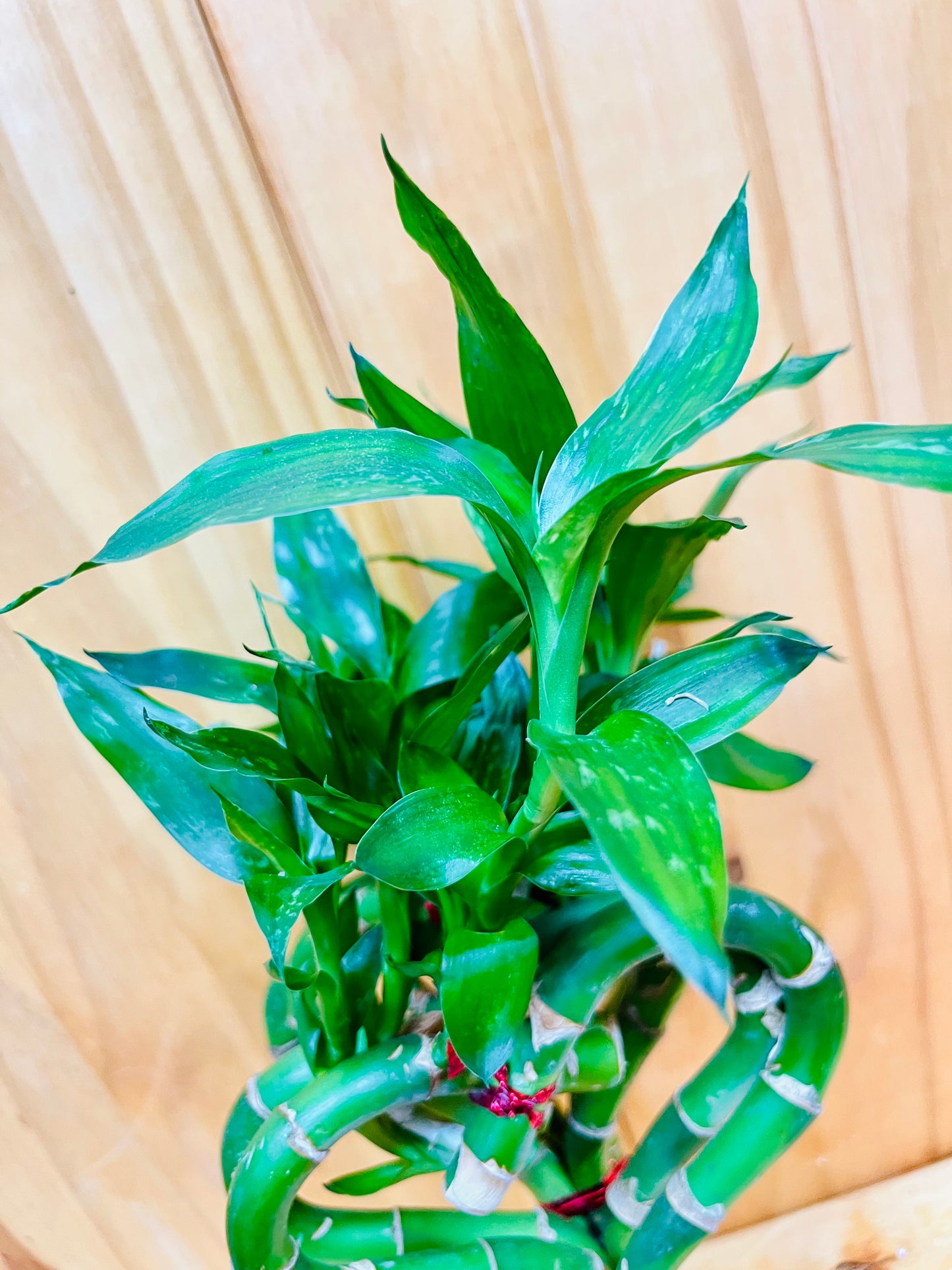 Live Lucky Bamboo 10” Heart Shape Bamboo Plant