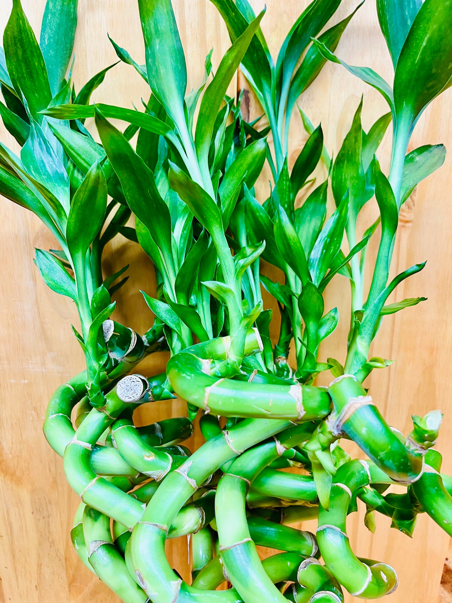 Planta de bambú en forma de espiral Live Lucky Bamboo de 12"