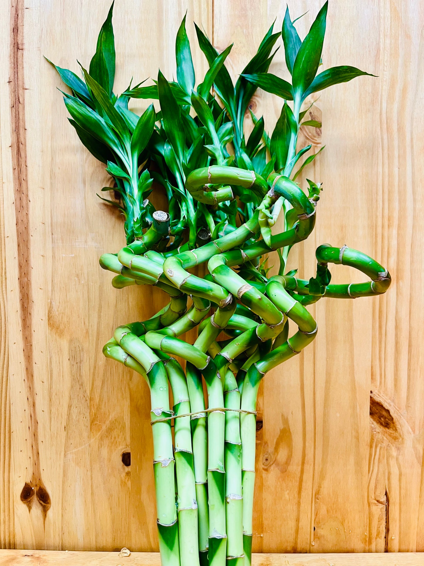 Planta de bambú en forma de espiral Live Lucky Bamboo de 12"