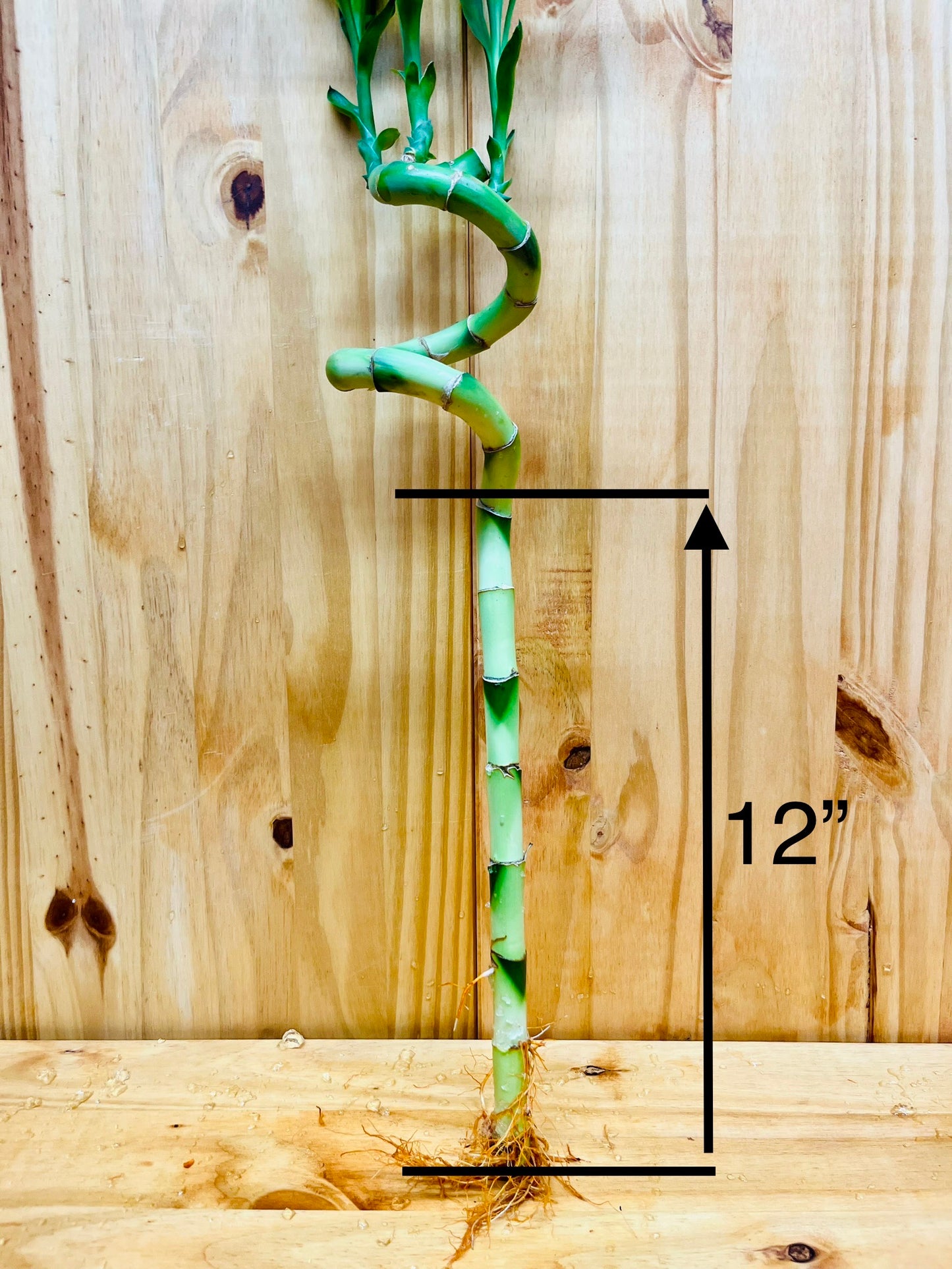 Planta de bambú en forma de espiral Live Lucky Bamboo de 12"