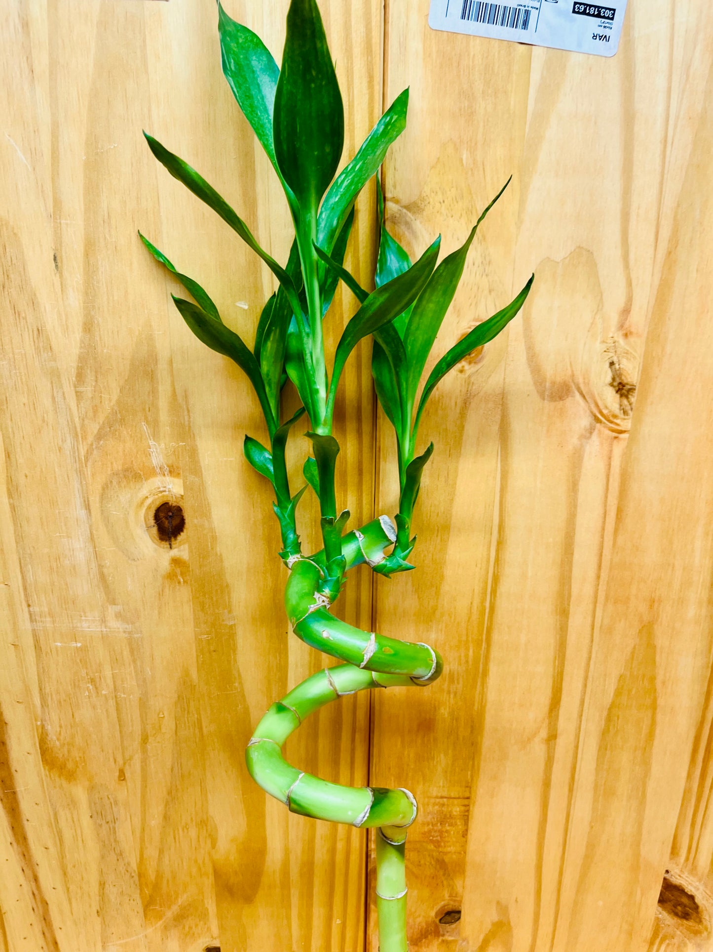 Planta de bambú en forma de espiral Live Lucky Bamboo de 12"