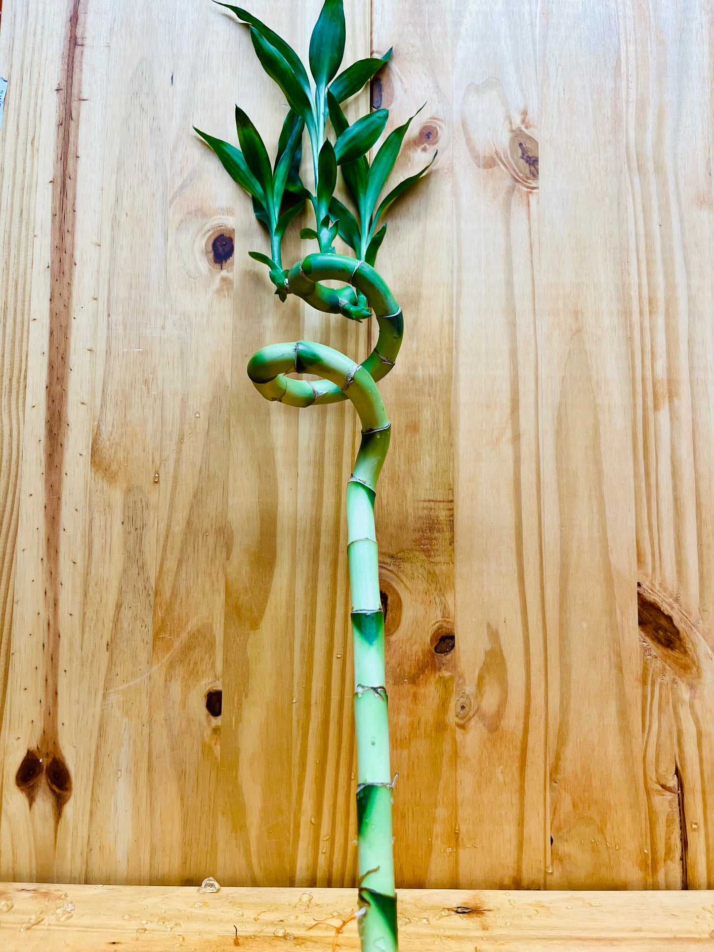 Planta de bambú en forma de espiral Live Lucky Bamboo de 12"