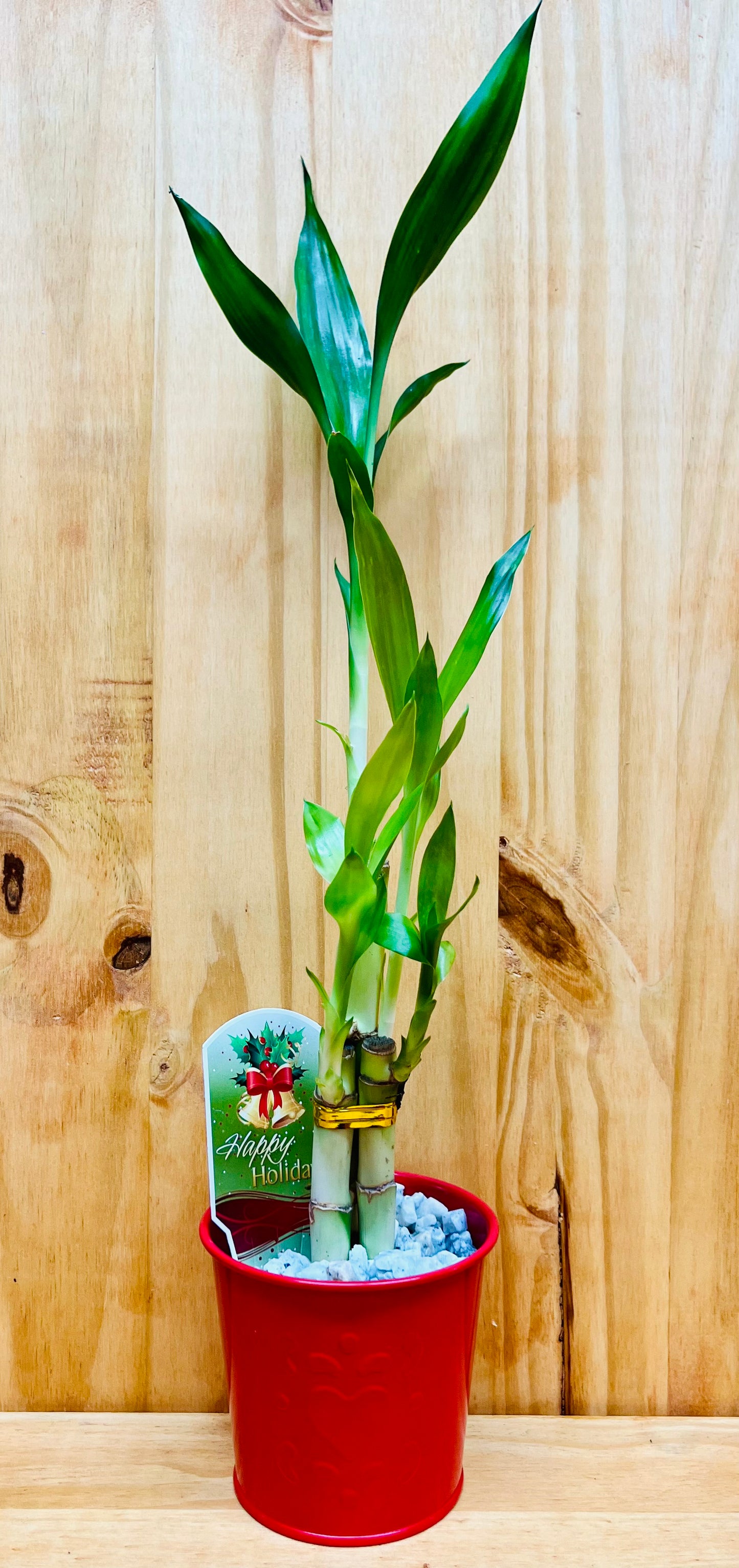 Maceta festiva de metal rojo Lucky Bamboo de 6”6”8” con diseño de corazón que incluye chips de roca de mármol