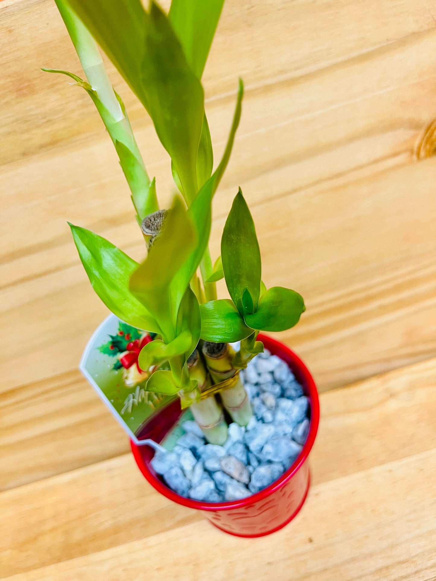 Maceta festiva de metal rojo Lucky Bamboo de 6”6”8” con diseño de corazón que incluye chips de roca de mármol