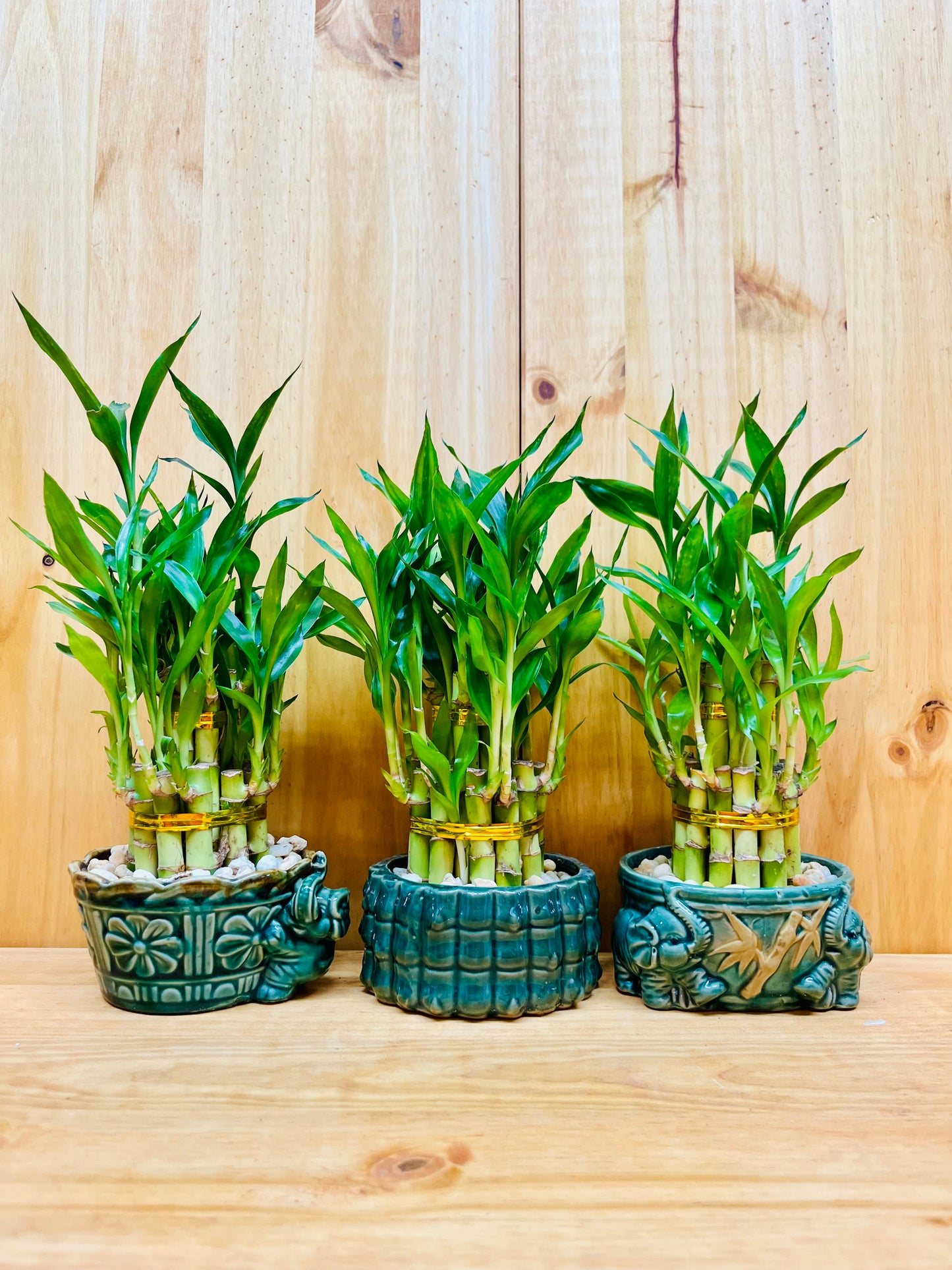 Live Lucky Bamboo Plant Two Tier Arrangements in Ceramic Vase