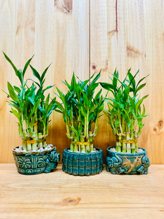 Live Lucky Bamboo Plant Two Tier Arrangements in Ceramic Vase