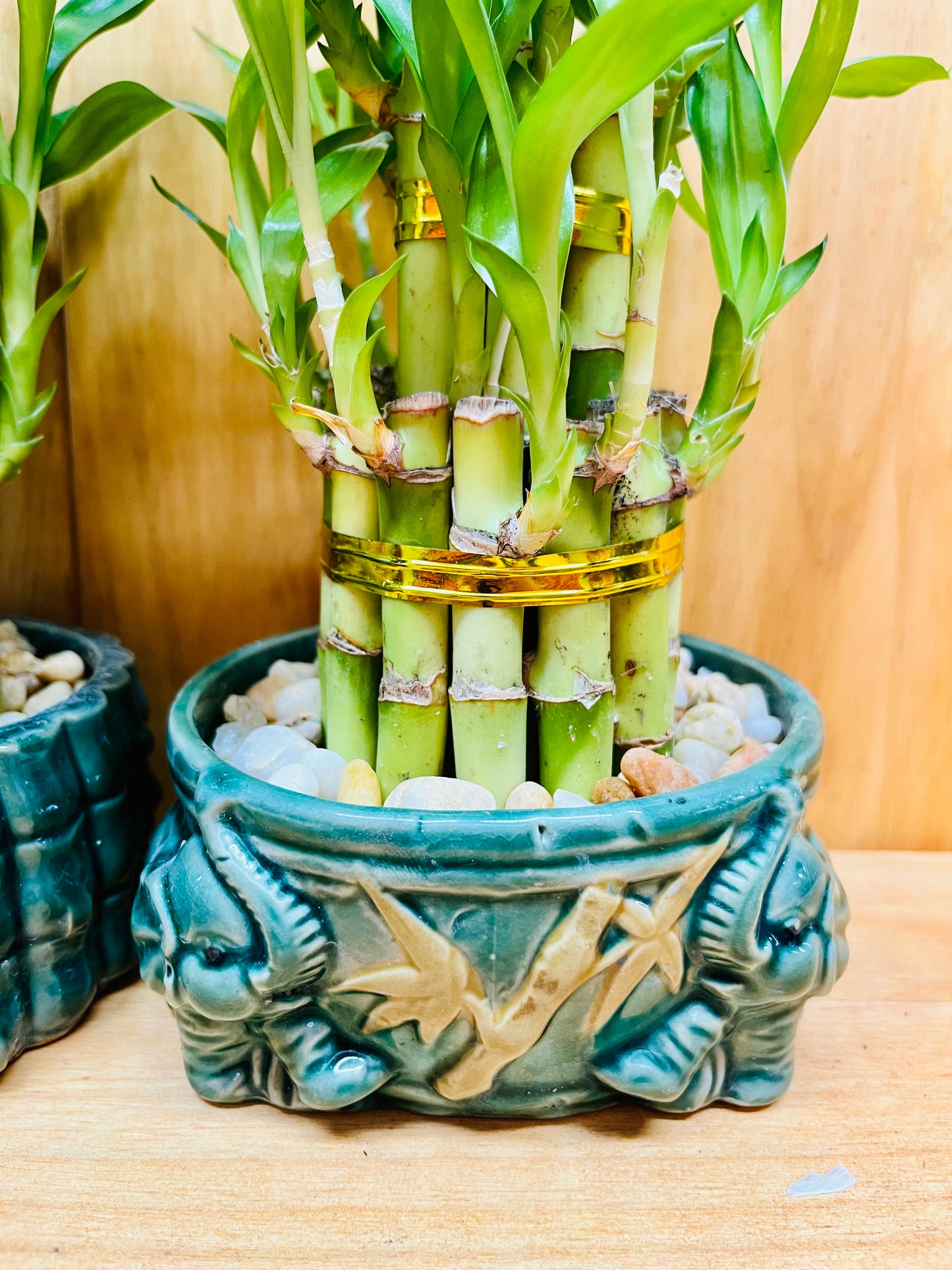 Live Lucky Bamboo Plant Two Tier Arrangements in Ceramic Vase