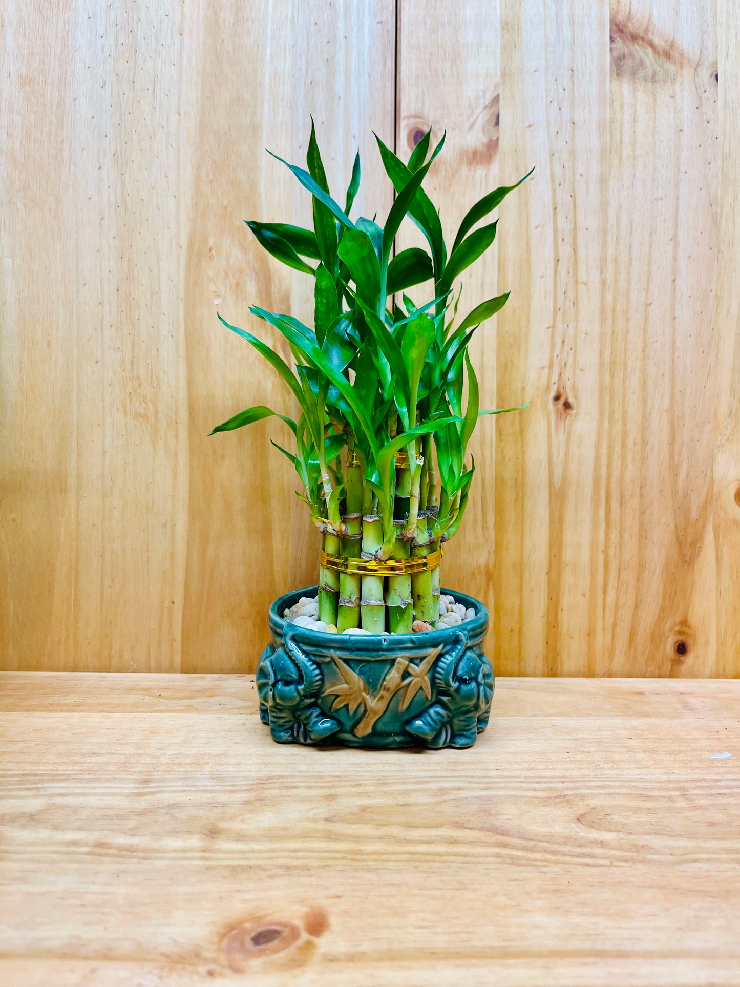 Live Lucky Bamboo Plant Two Tier Arrangements in Ceramic Vase