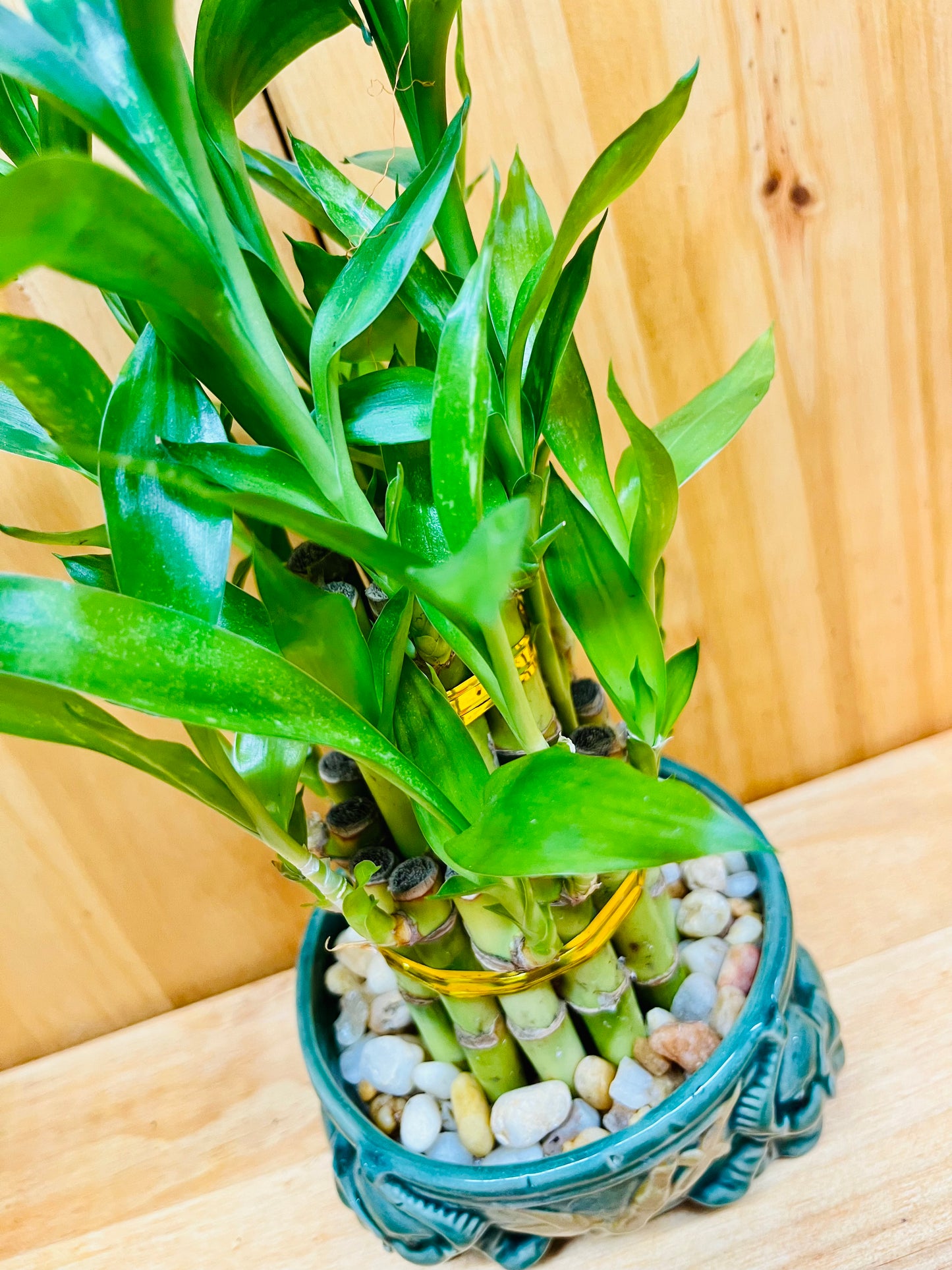 Live Lucky Bamboo Plant Two Tier Arrangements in Ceramic Vase