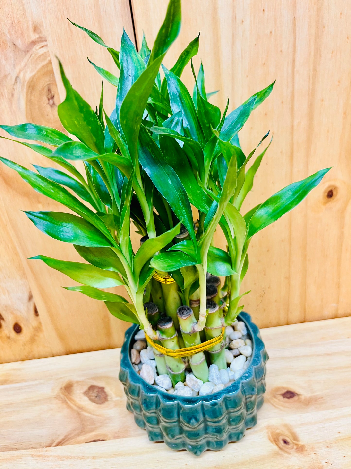 Live Lucky Bamboo Plant Two Tier Arrangements in Ceramic Vase
