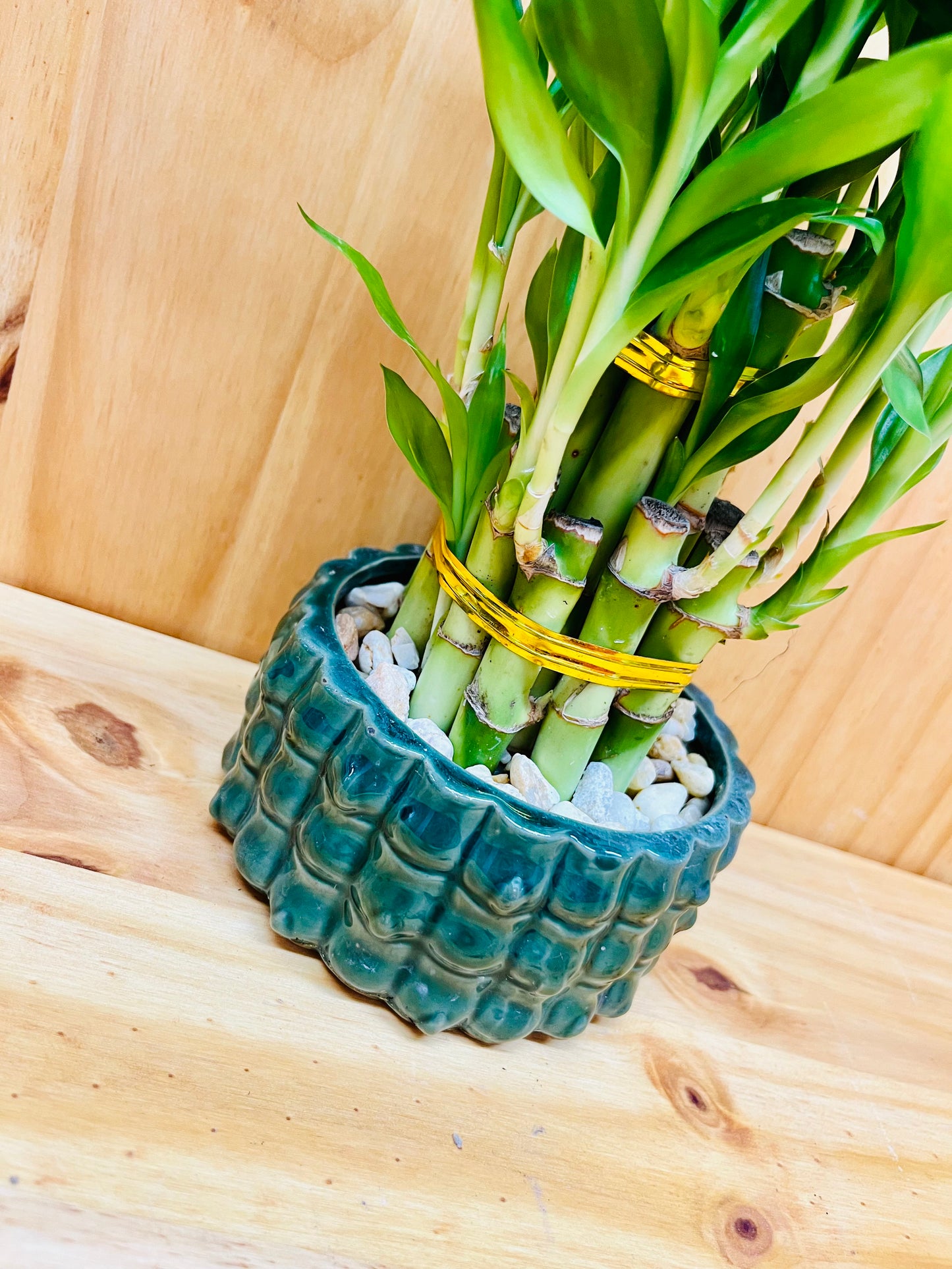 Live Lucky Bamboo Plant Two Tier Arrangements in Ceramic Vase