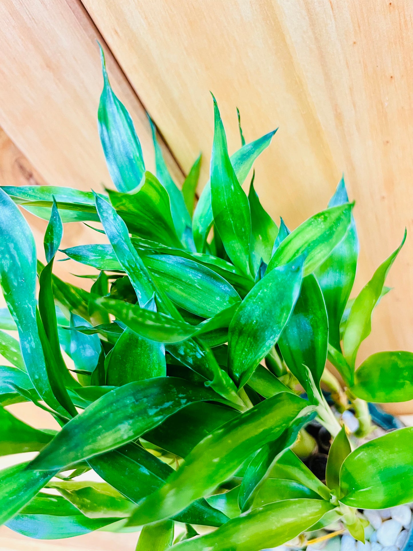 Live Lucky Bamboo Plant Two Tier Arrangements in Ceramic Vase