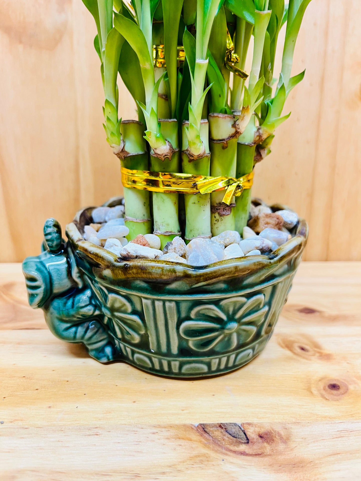 Live Lucky Bamboo Plant Two Tier Arrangements in Ceramic Vase