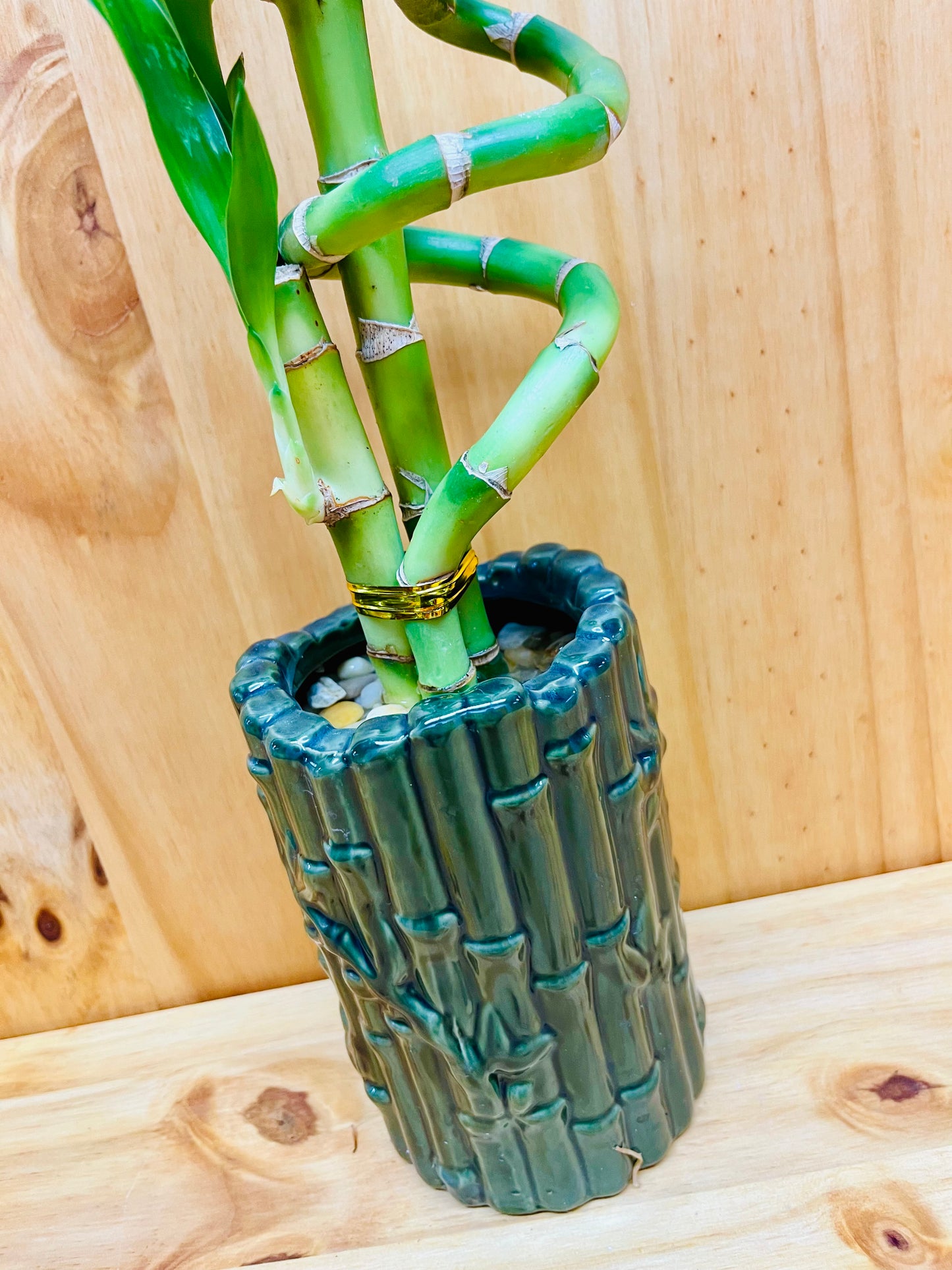 Live Lucky Bamboo Plant Spiral Arrangements in Ceramic Vase