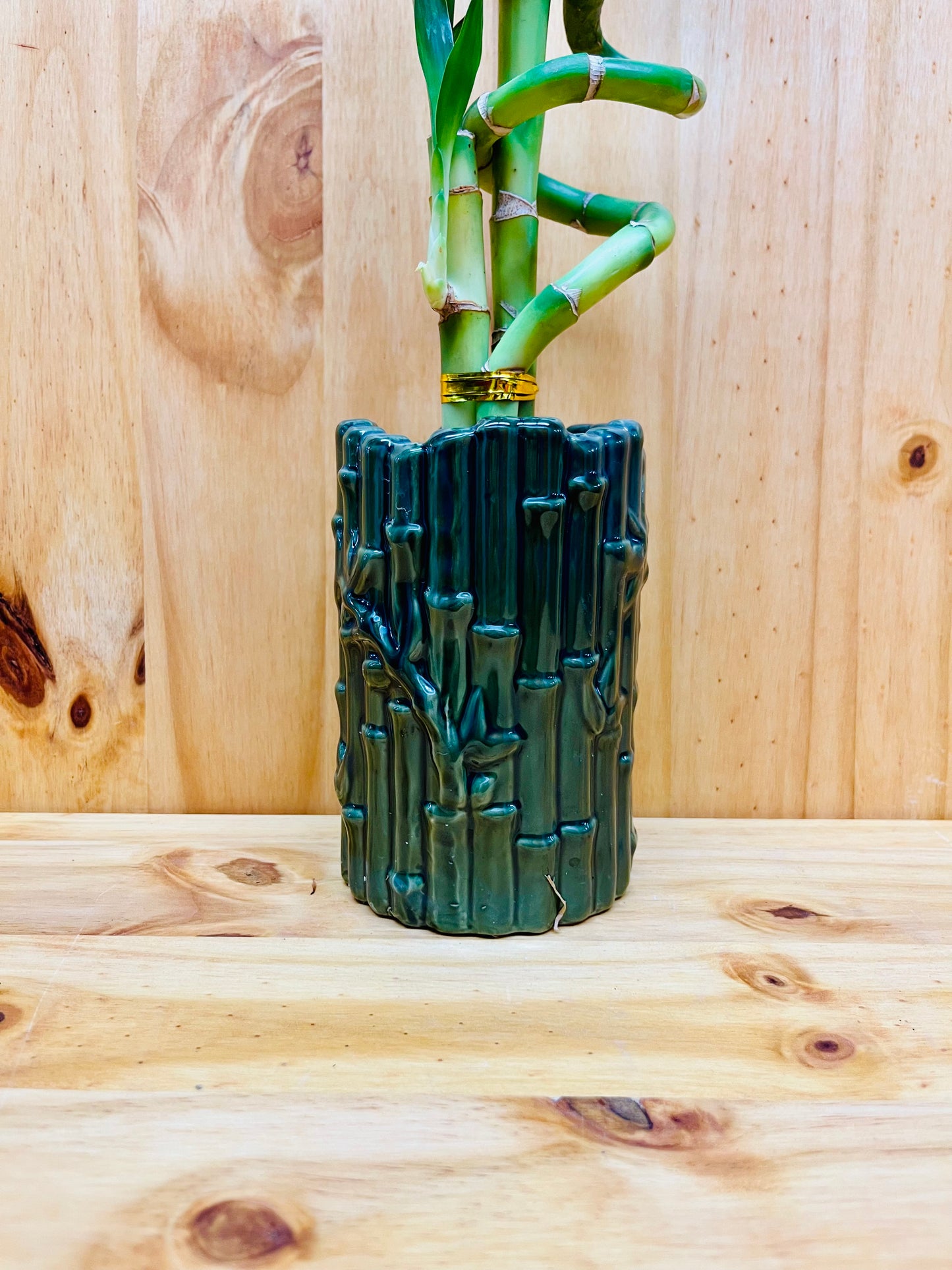 Live Lucky Bamboo Plant Spiral Arrangements in Ceramic Vase