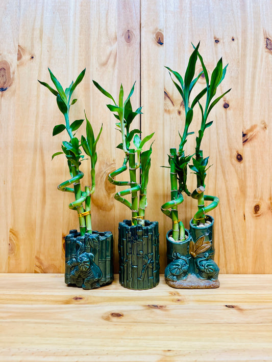 Live Lucky Bamboo Plant Spiral Arrangements in Ceramic Vase