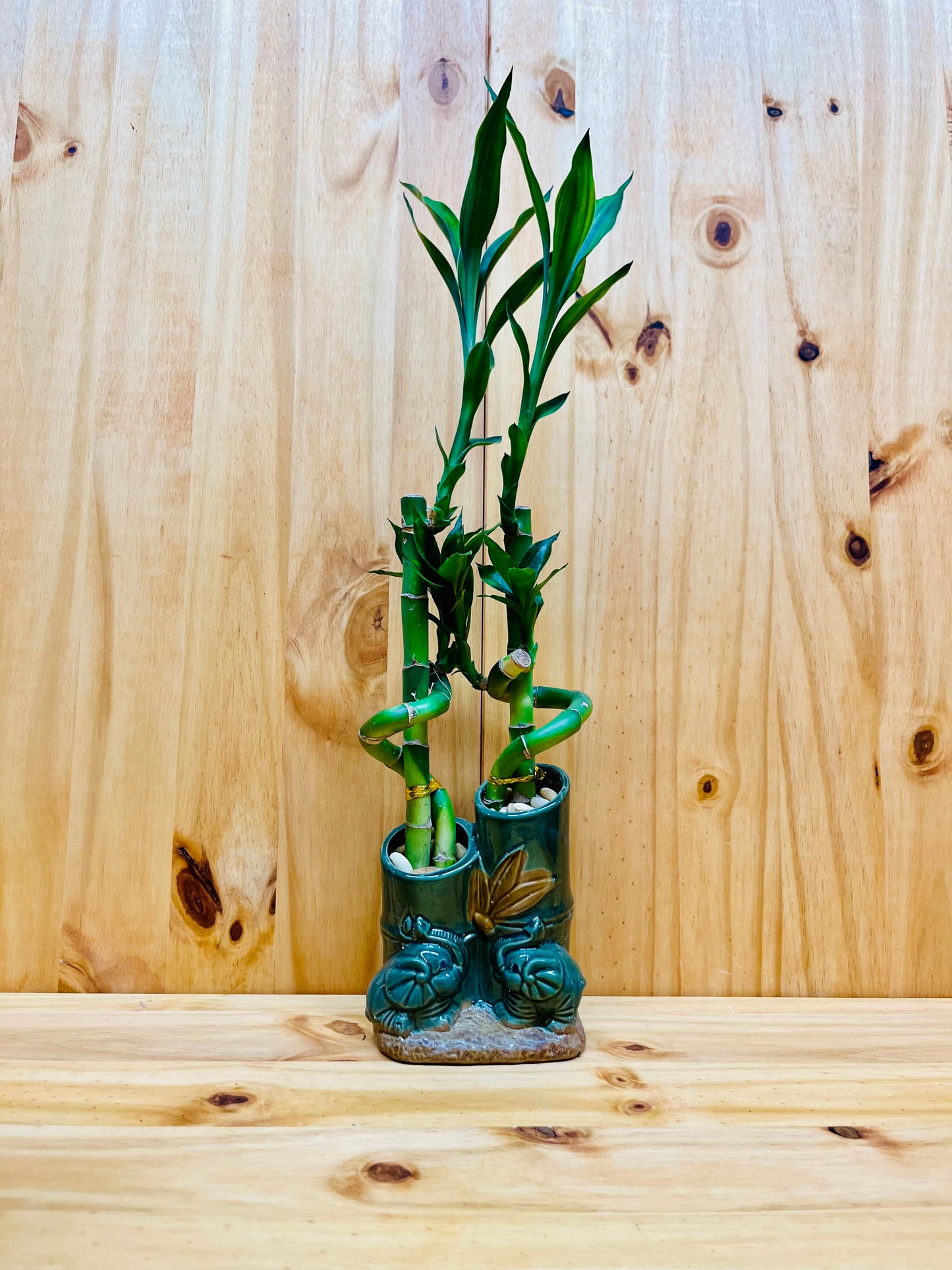 Live Lucky Bamboo Plant Spiral Arrangements in Ceramic Vase