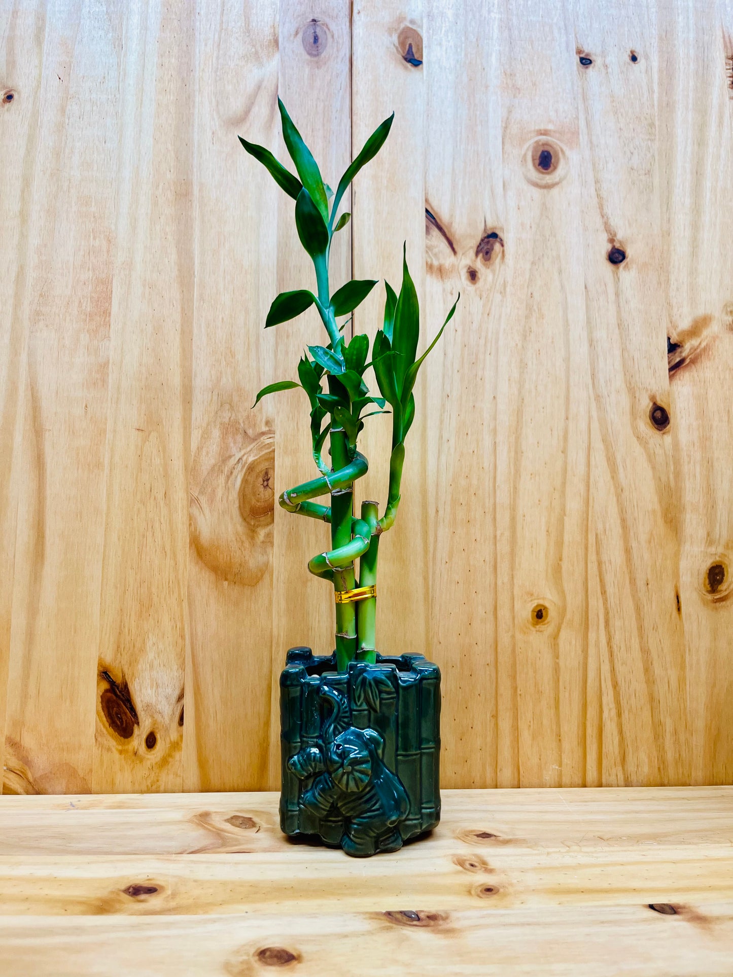 Live Lucky Bamboo Plant Spiral Arrangements in Ceramic Vase