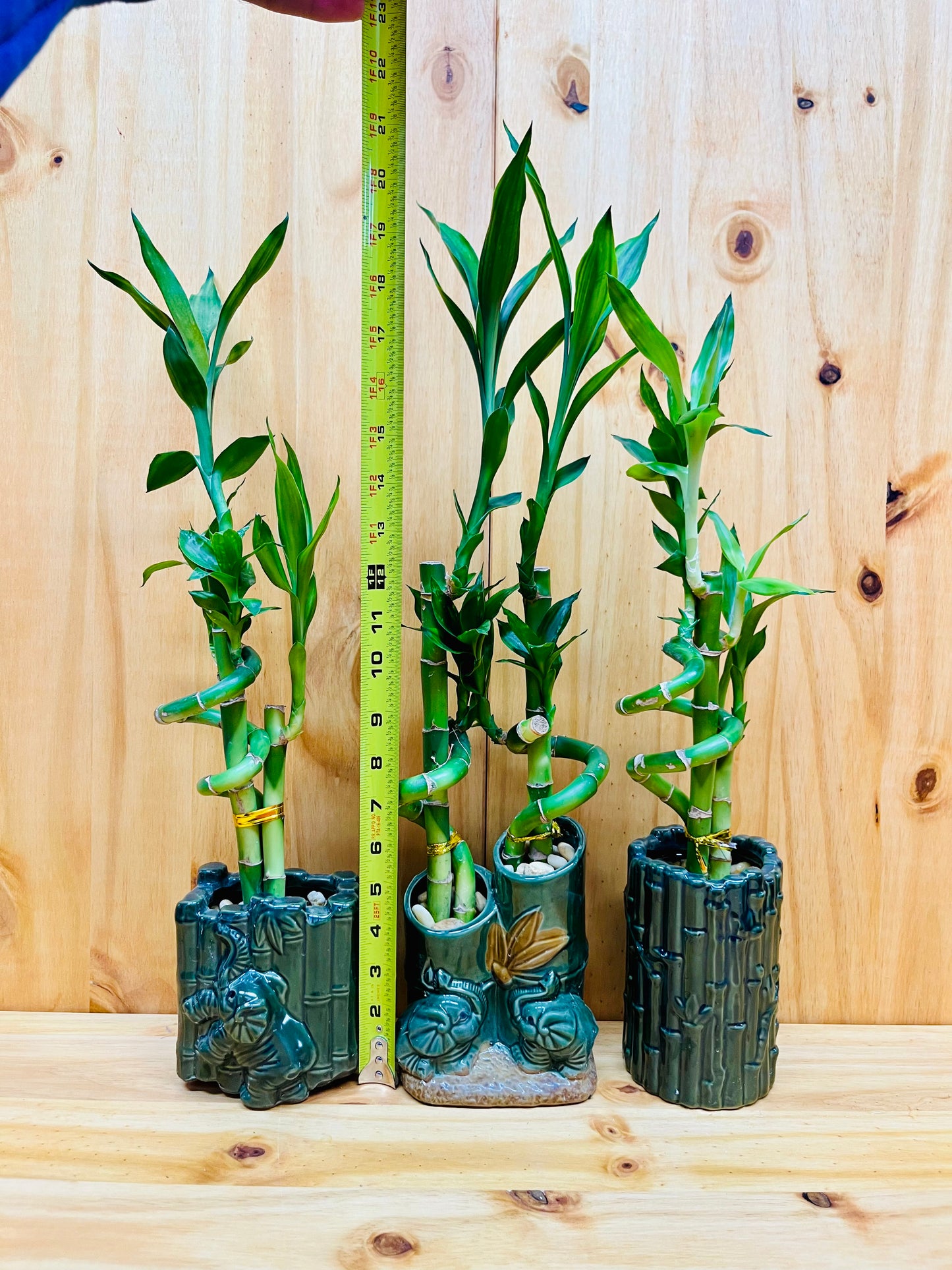 Live Lucky Bamboo Plant Spiral Arrangements in Ceramic Vase