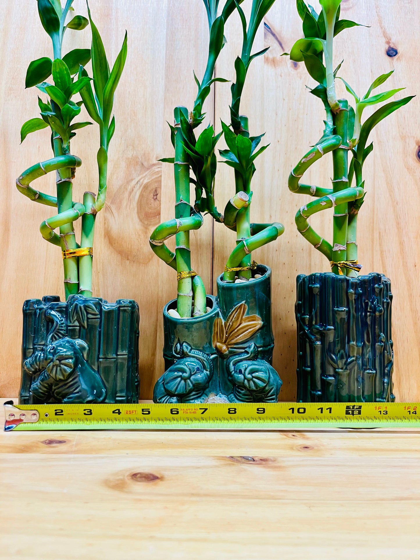 Live Lucky Bamboo Plant Spiral Arrangements in Ceramic Vase