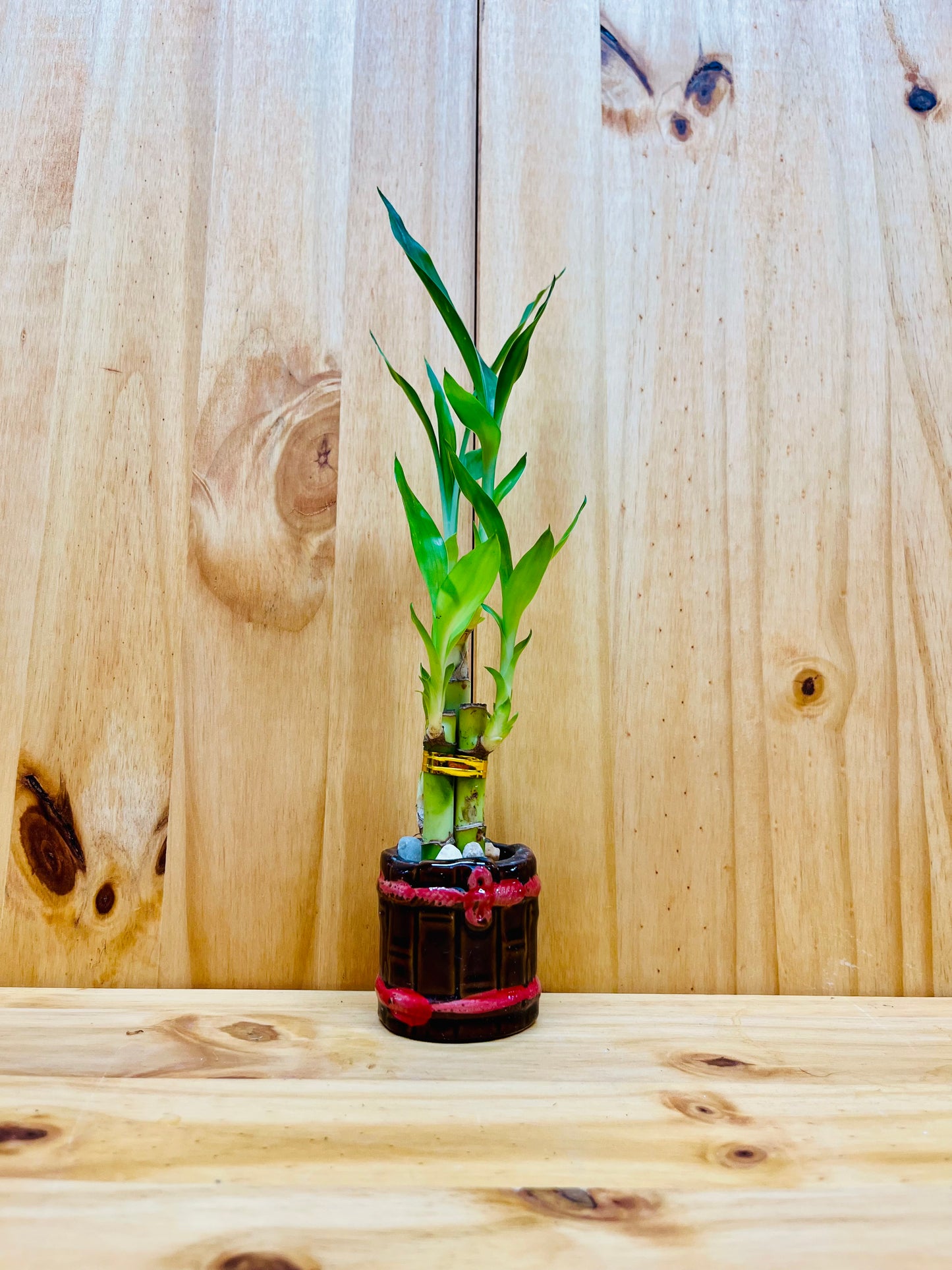 Lucky Bamboo 4”4”6” en jarrón de cerámica