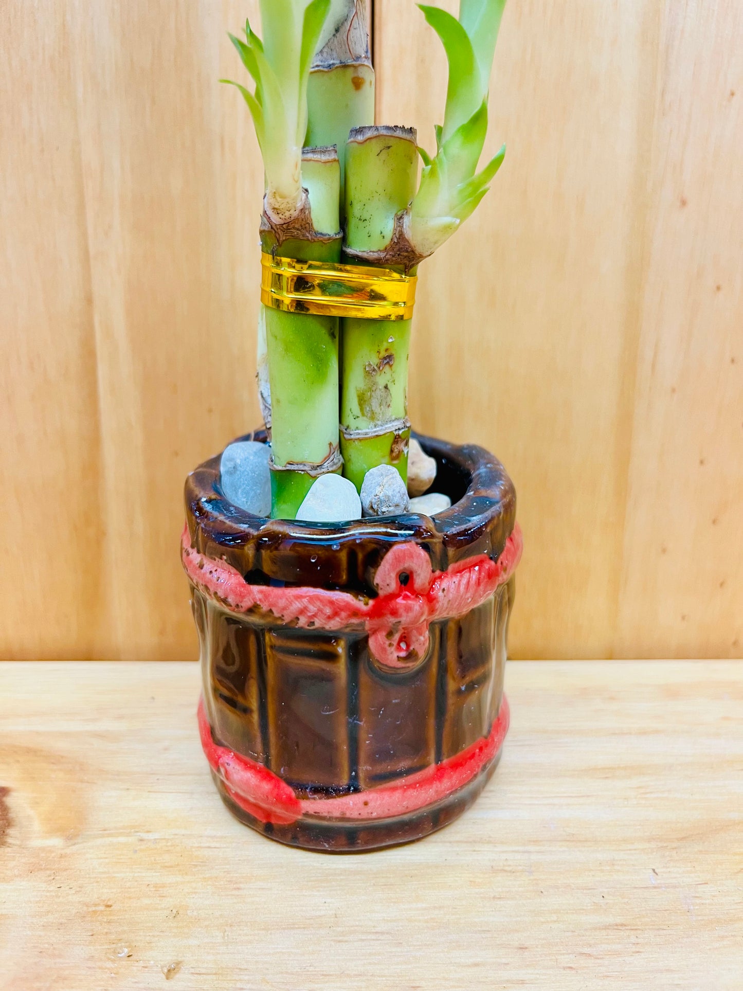 Lucky Bamboo 4”4”6” en jarrón de cerámica