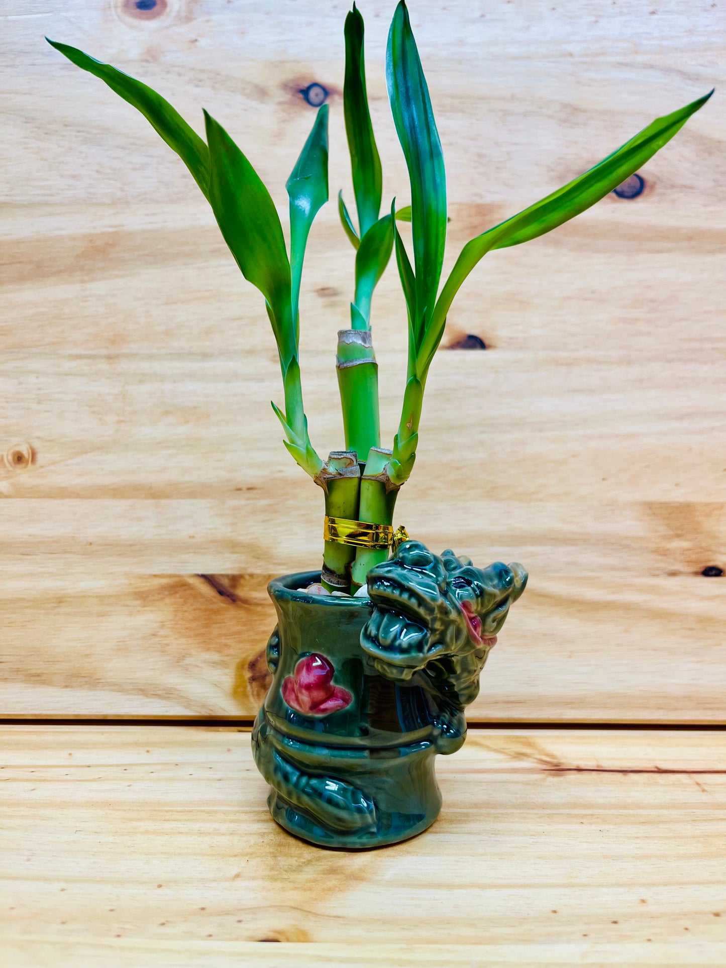 Live Lucky Bamboo 4”4”6” Year of the Dragon Ceramic Vase