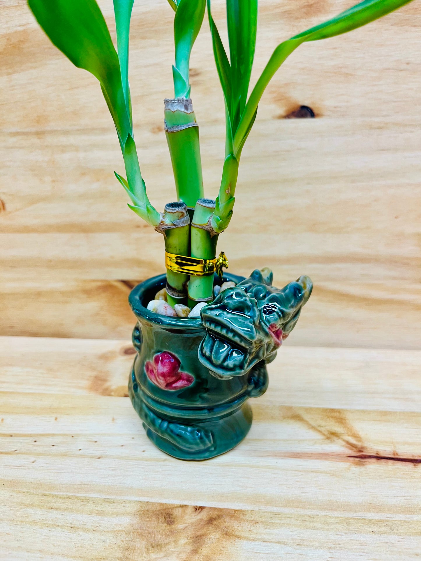 Live Lucky Bamboo 4”4”6” Year of the Dragon Ceramic Vase