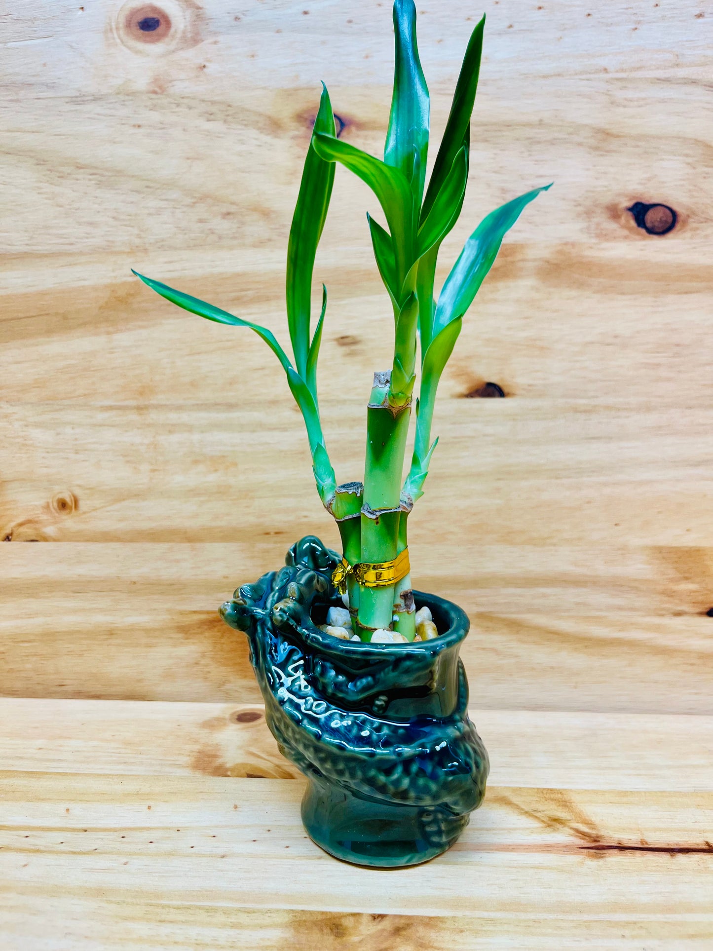 Live Lucky Bamboo 4”4”6” Year of the Dragon Ceramic Vase