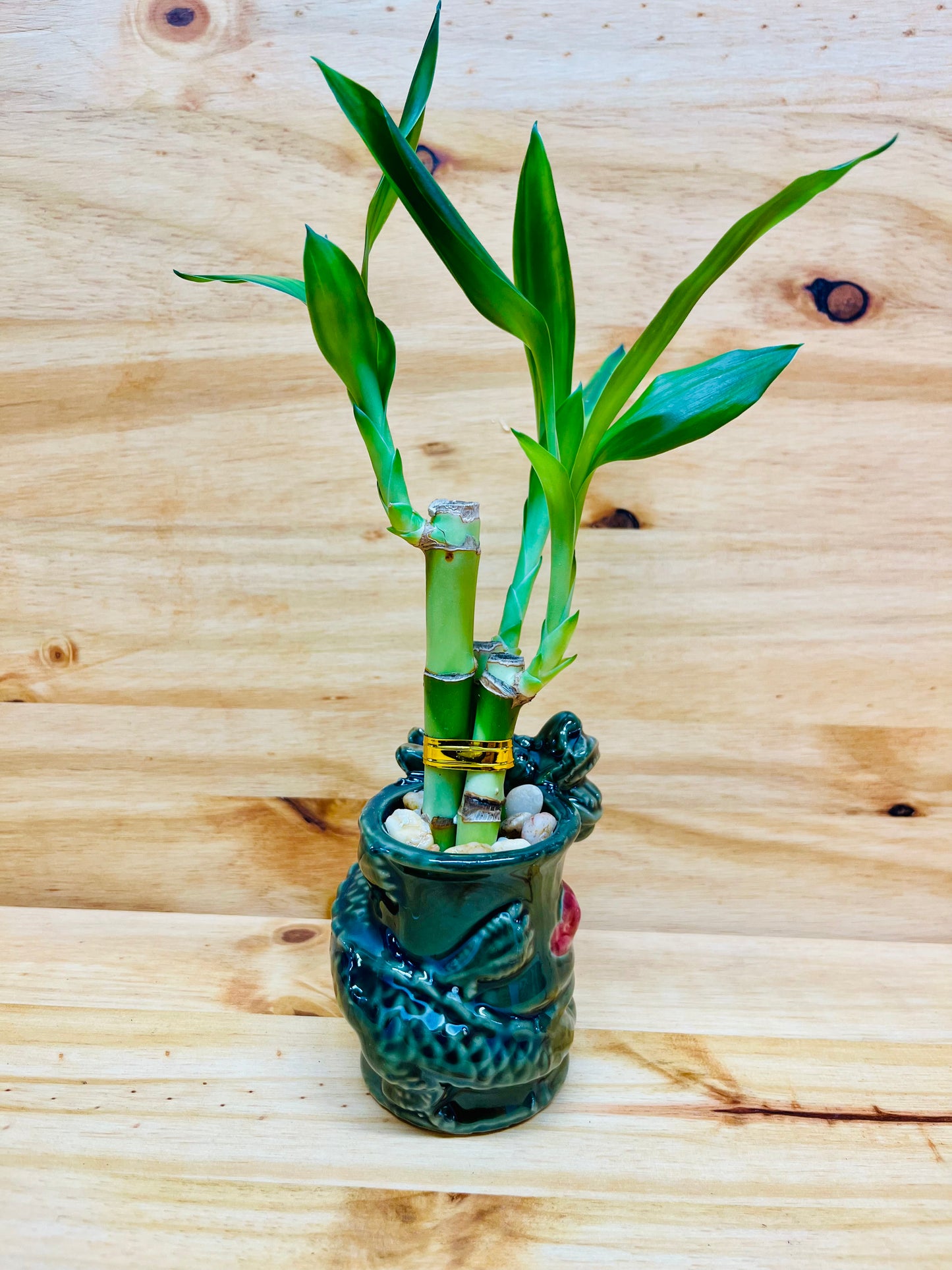 Live Lucky Bamboo 4”4”6” Year of the Dragon Ceramic Vase
