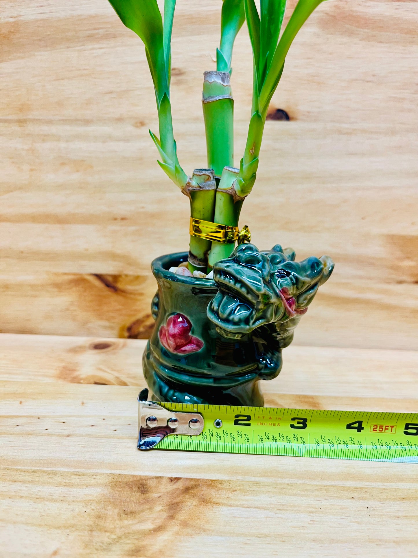 Live Lucky Bamboo 4”4”6” Year of the Dragon Ceramic Vase