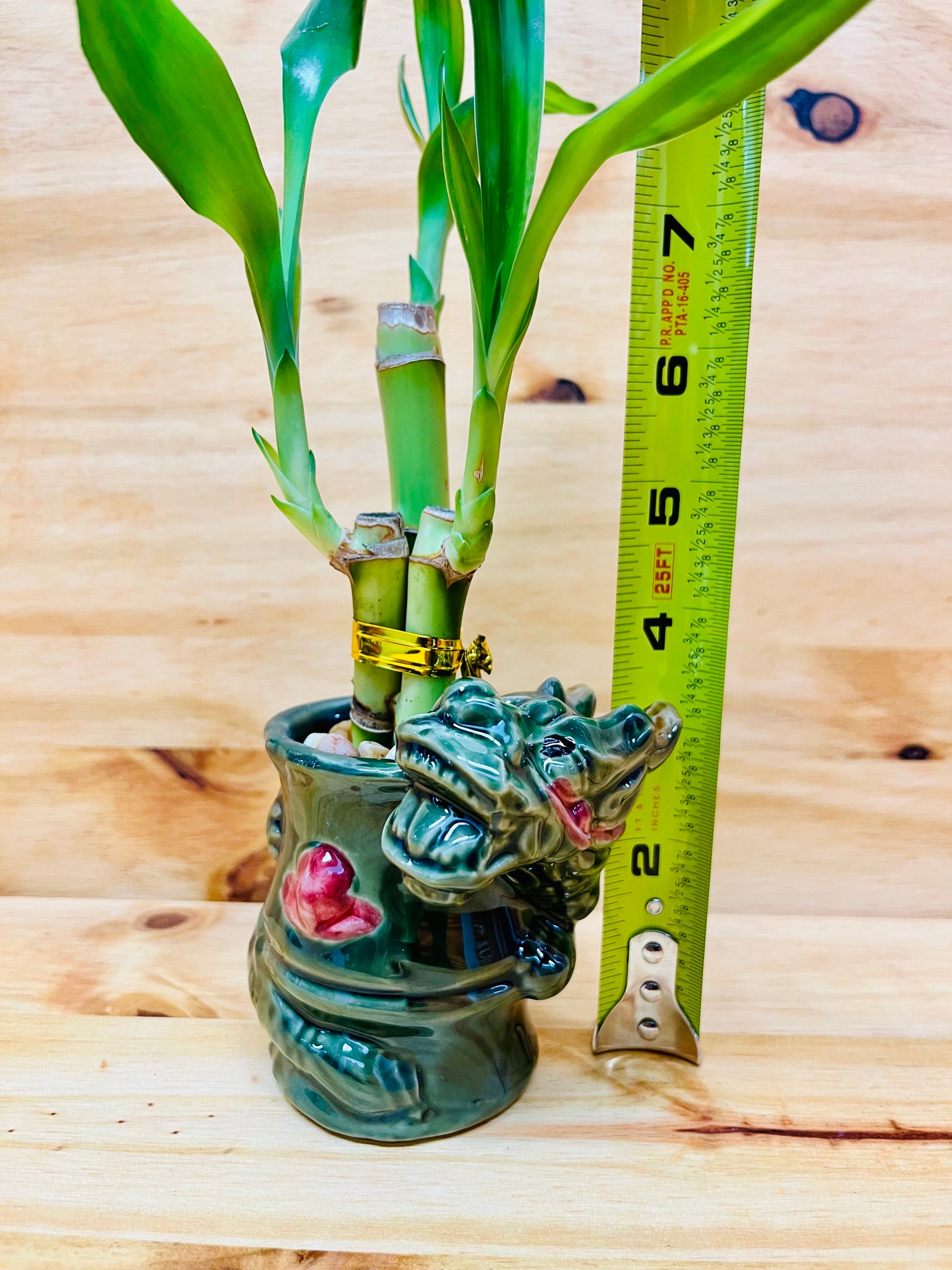 Live Lucky Bamboo 4”4”6” Year of the Dragon Ceramic Vase