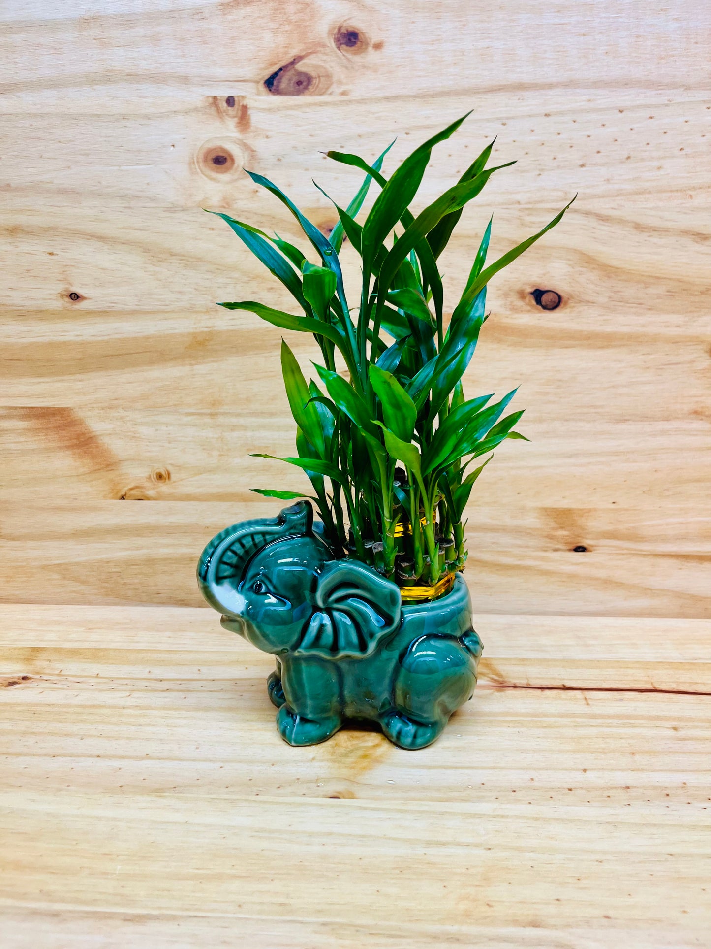 Live Lucky Bamboo Two Tier Plant in Elephant Ceramic Vase