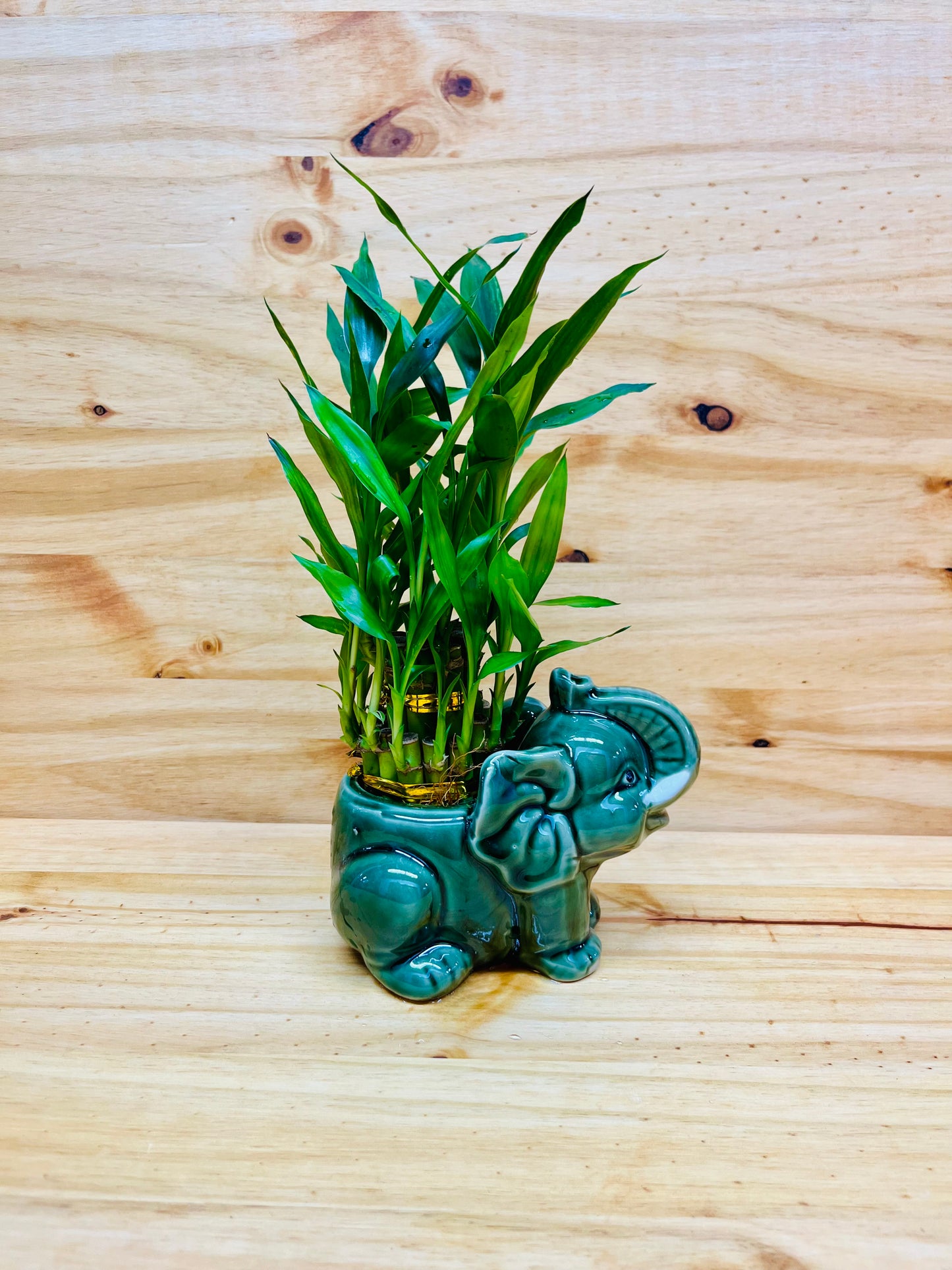 Live Lucky Bamboo Two Tier Plant in Elephant Ceramic Vase