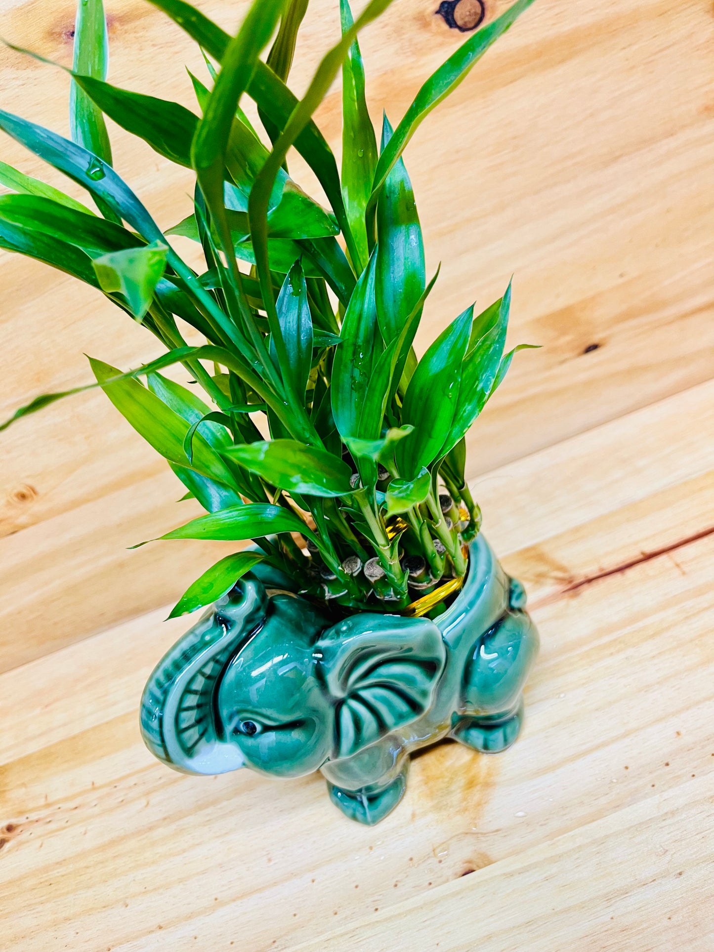 Live Lucky Bamboo Two Tier Plant in Elephant Ceramic Vase