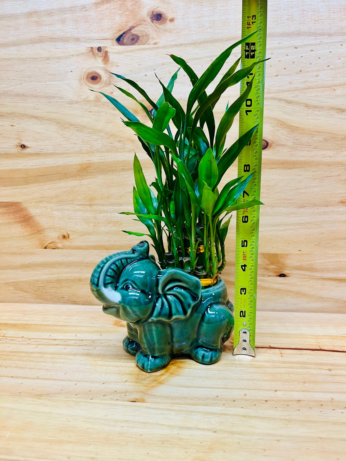 Live Lucky Bamboo Two Tier Plant in Elephant Ceramic Vase