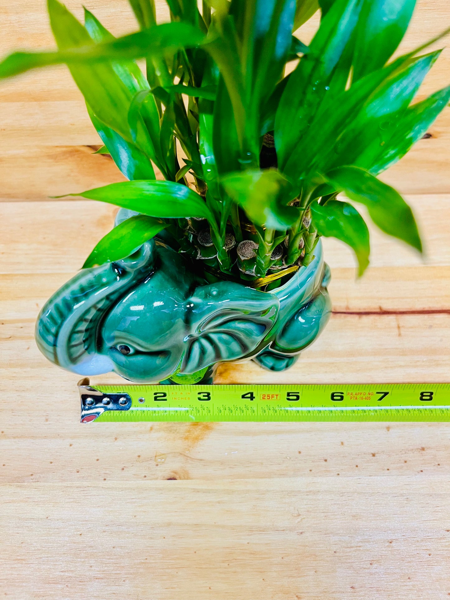 Live Lucky Bamboo Two Tier Plant in Elephant Ceramic Vase