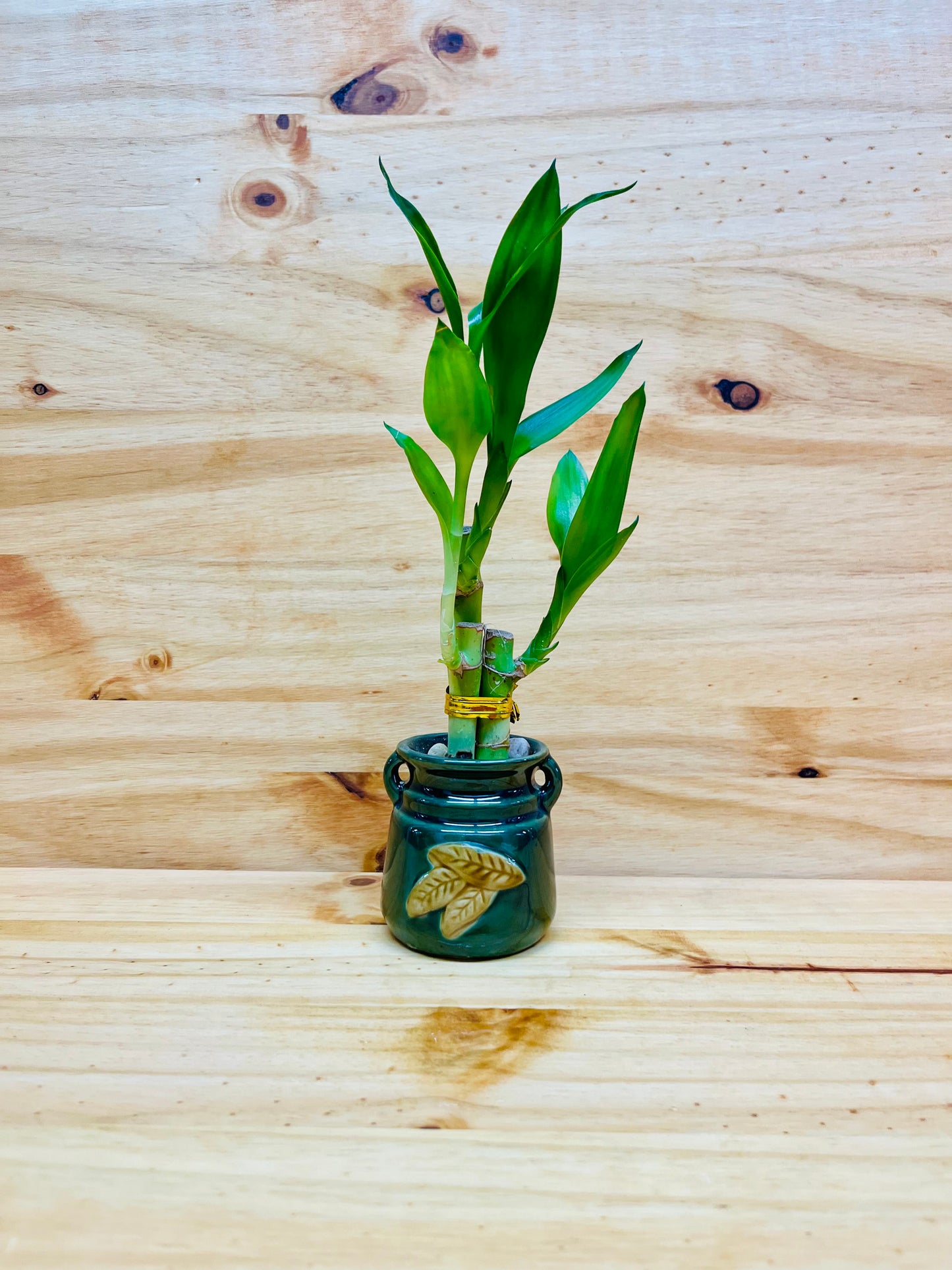 Paquete de 3 jarrones de cerámica Live Lucky Bamboo de 4”4”6”